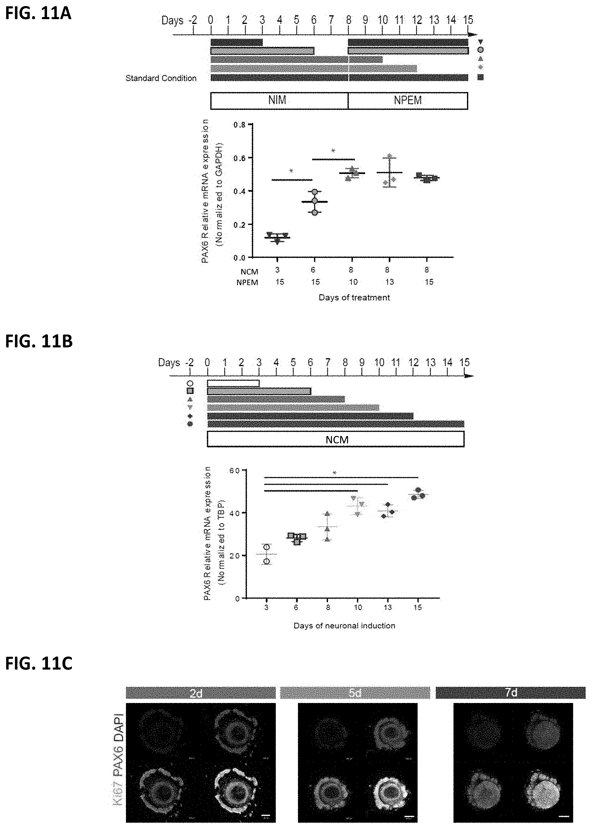 Patent US11781109 Figure 12 – Methods of producing bioengineered neuronal organoids (BENOs) and uses thereof