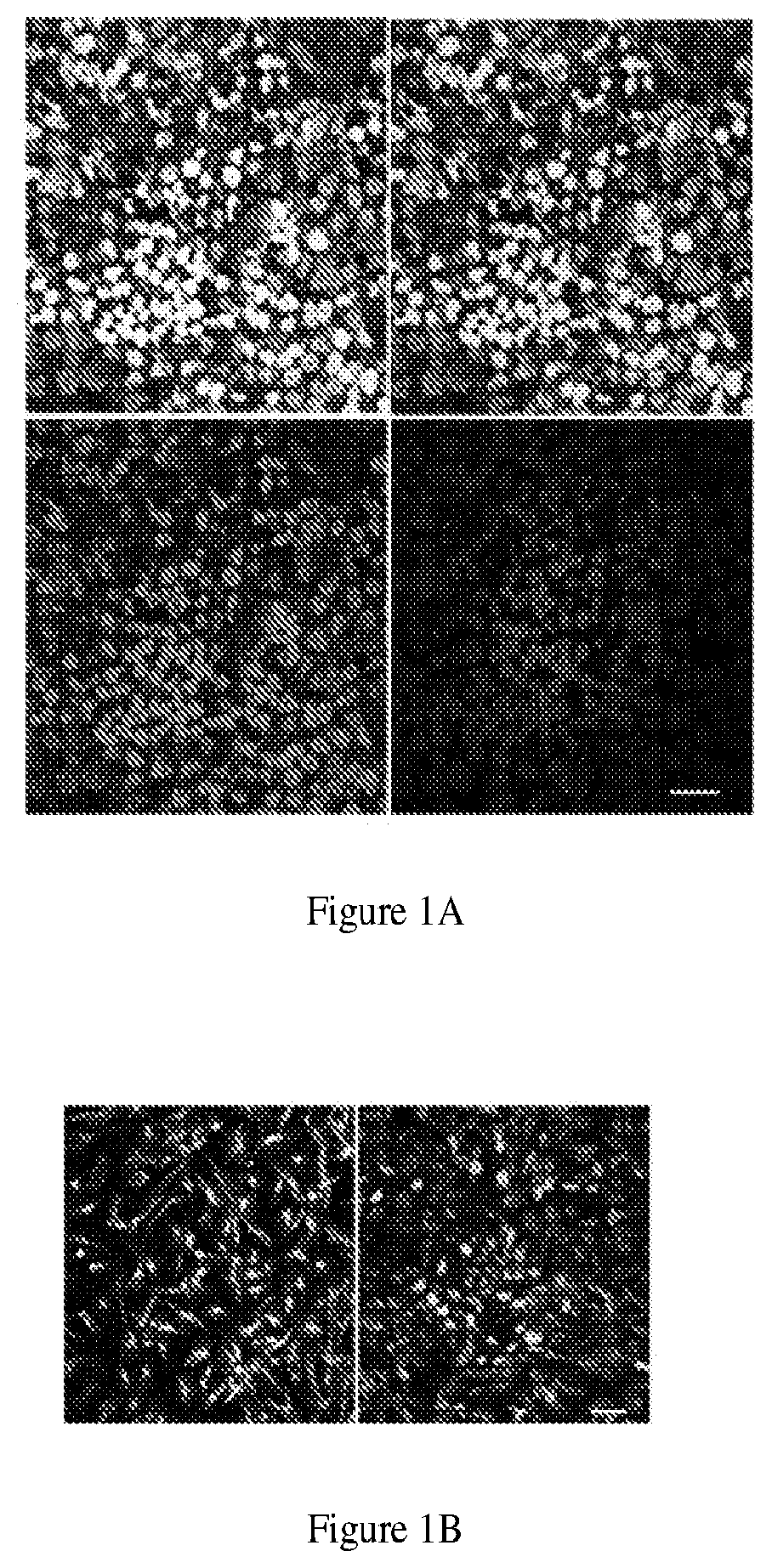 Patent US11781110 Figure 1 – Induction of corneal endothelial cells