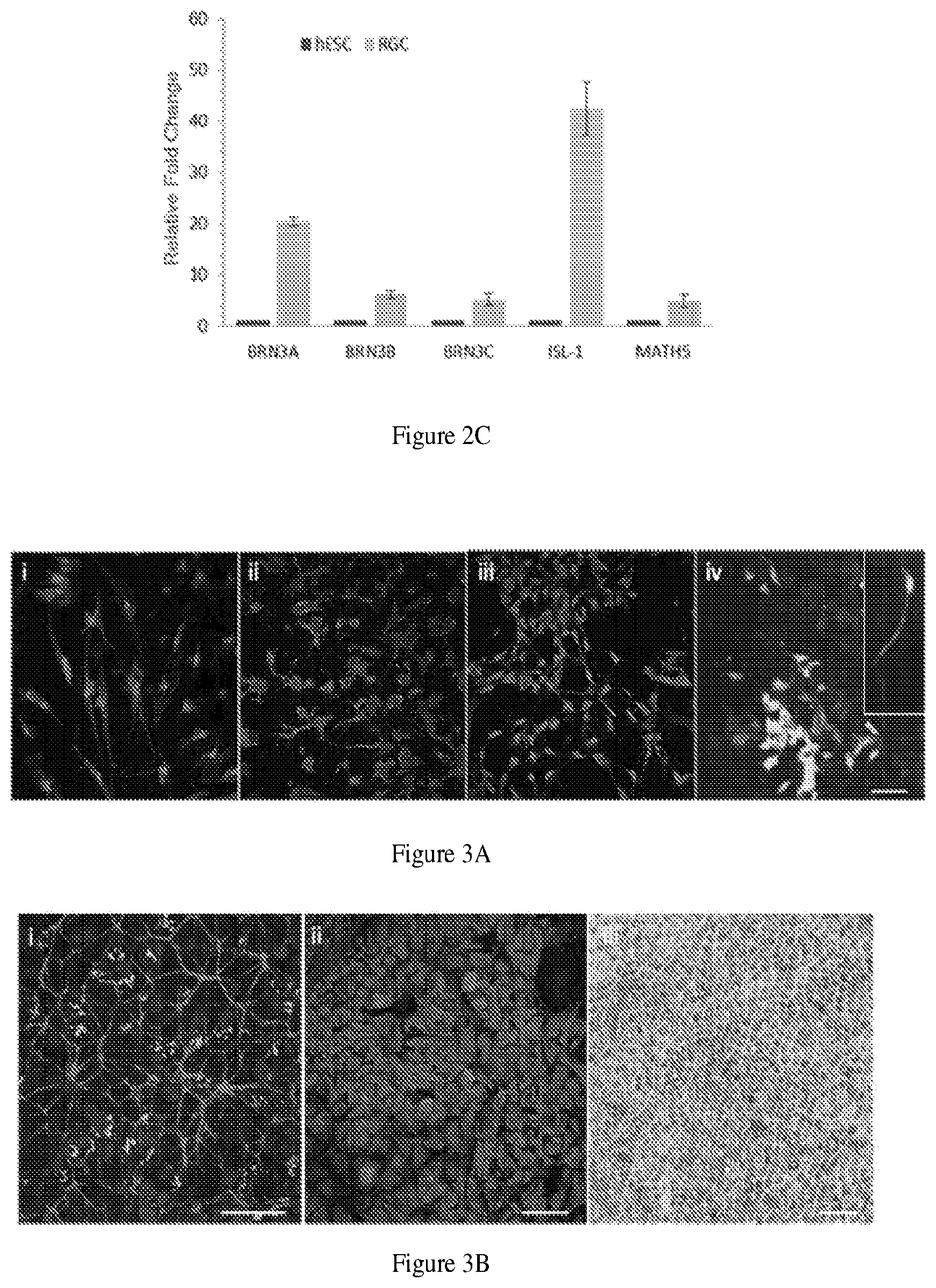 Patent US11781110 Figure 4 – Induction of corneal endothelial cells