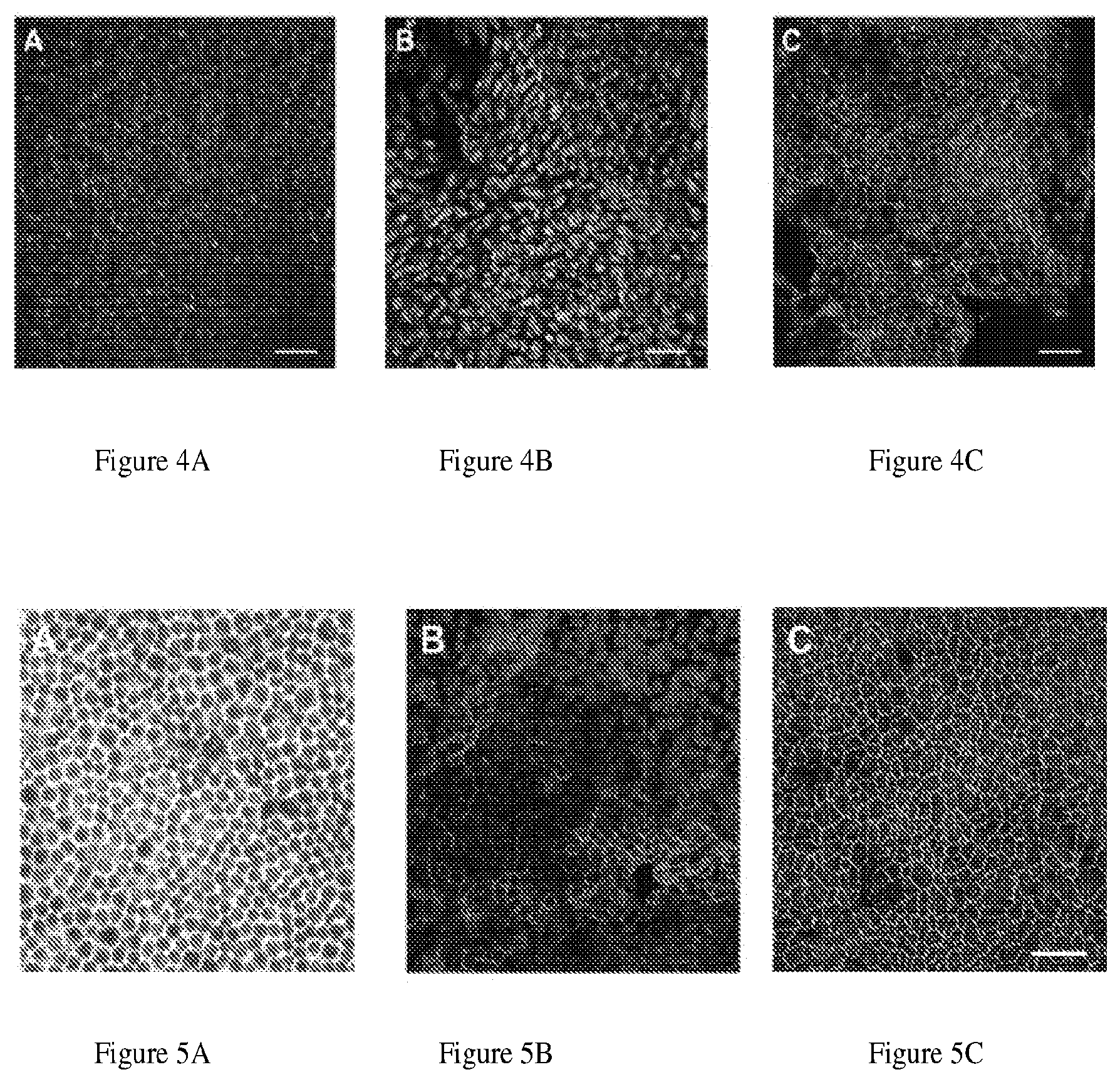 Patent US11781110 Figure 5 – Induction of corneal endothelial cells