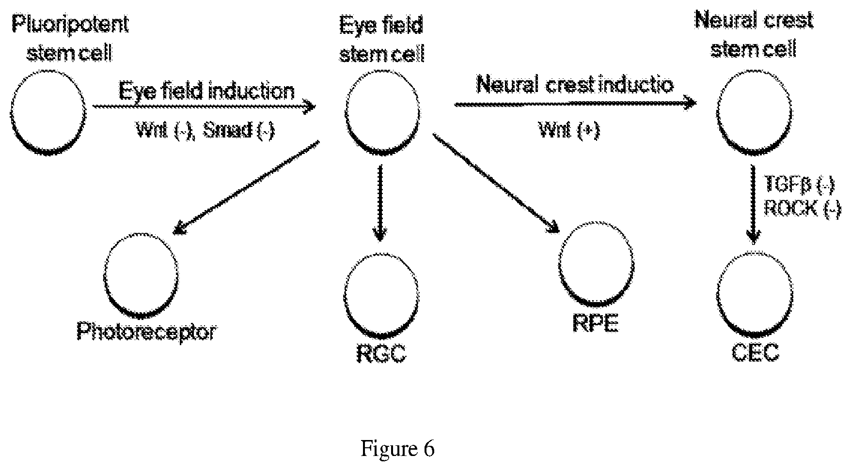 Patent US11781110 Figure 6 – Induction of corneal endothelial cells