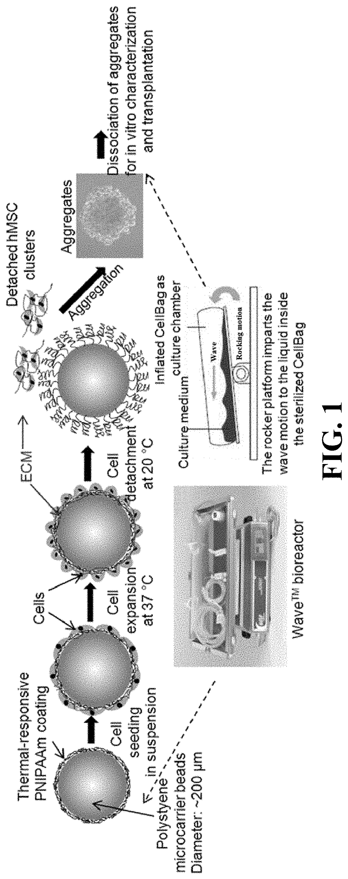 Patent US11781114 Figure 1 – Materials and methods for expansion of stem cells