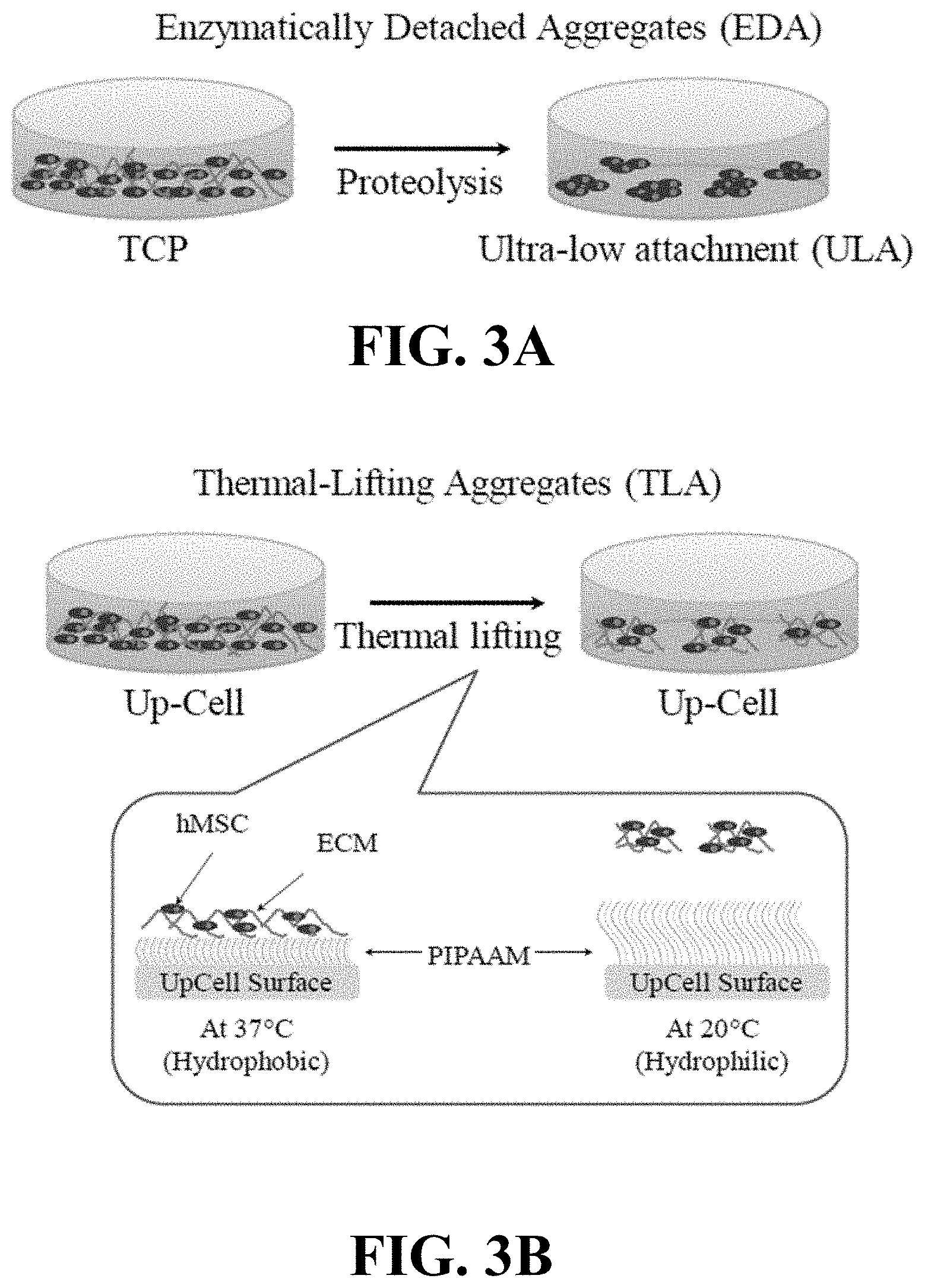 Patent US11781114 Figure 3 – Materials and methods for expansion of stem cells