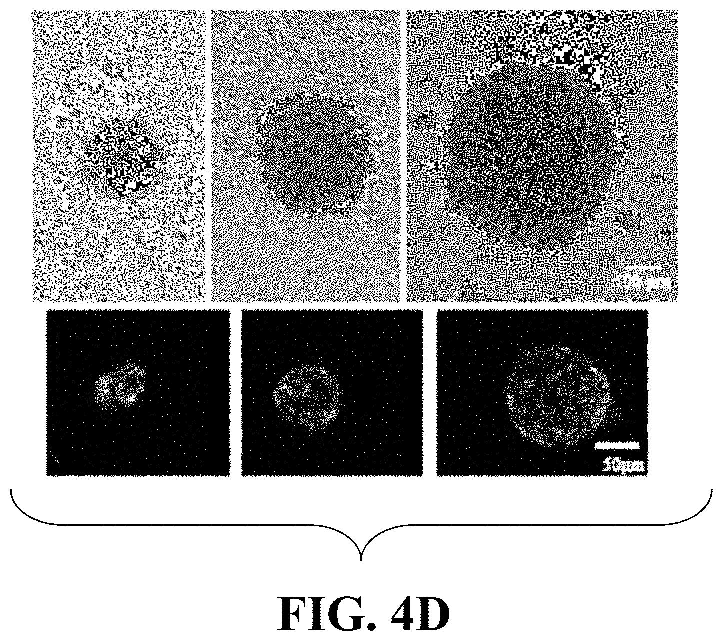 Patent US11781114 Figure 6 – Materials and methods for expansion of stem cells