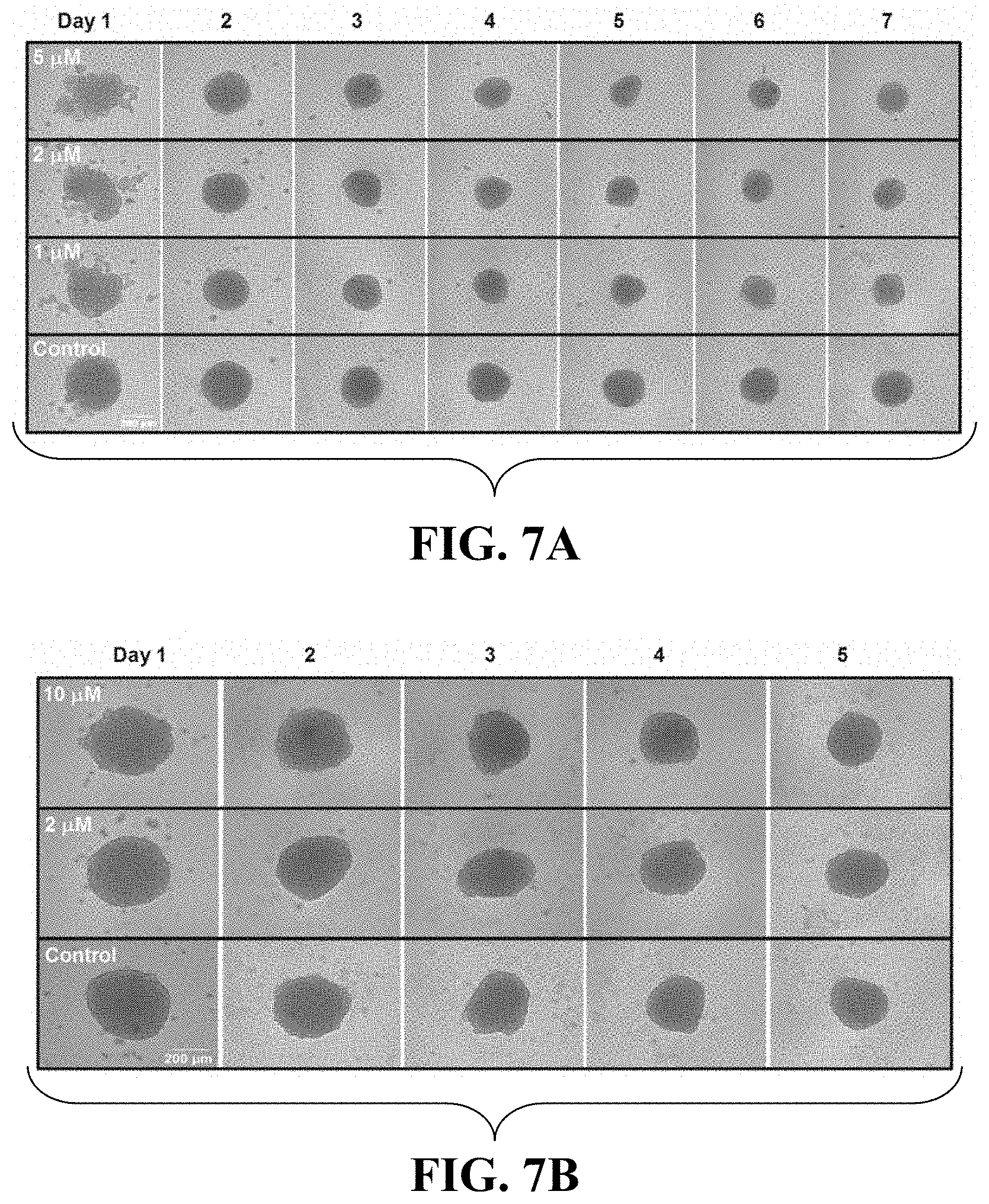 Patent US11781114 Figure 10 – Materials and methods for expansion of stem cells