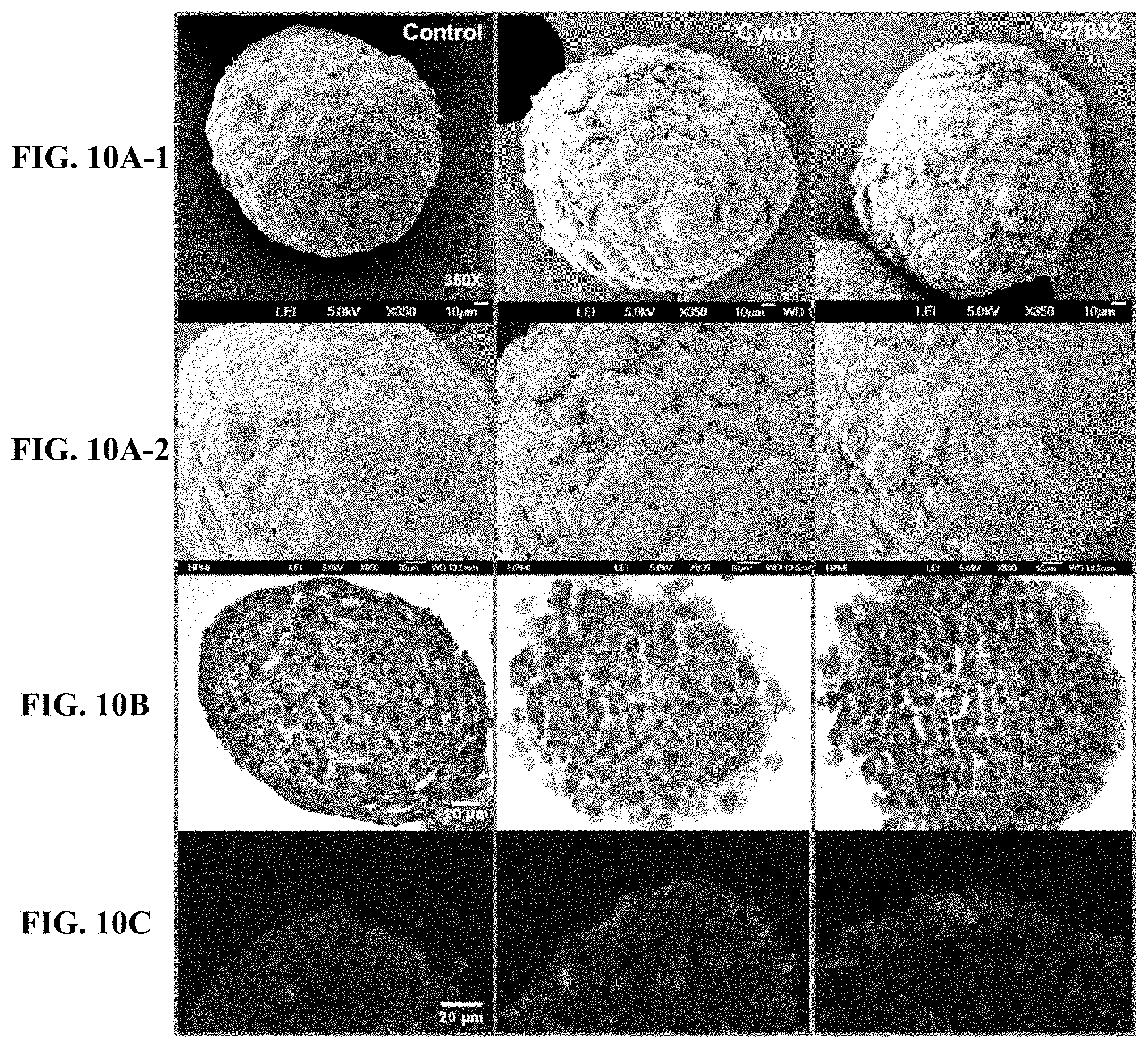Patent US11781114 Figure 16 – Materials and methods for expansion of stem cells
