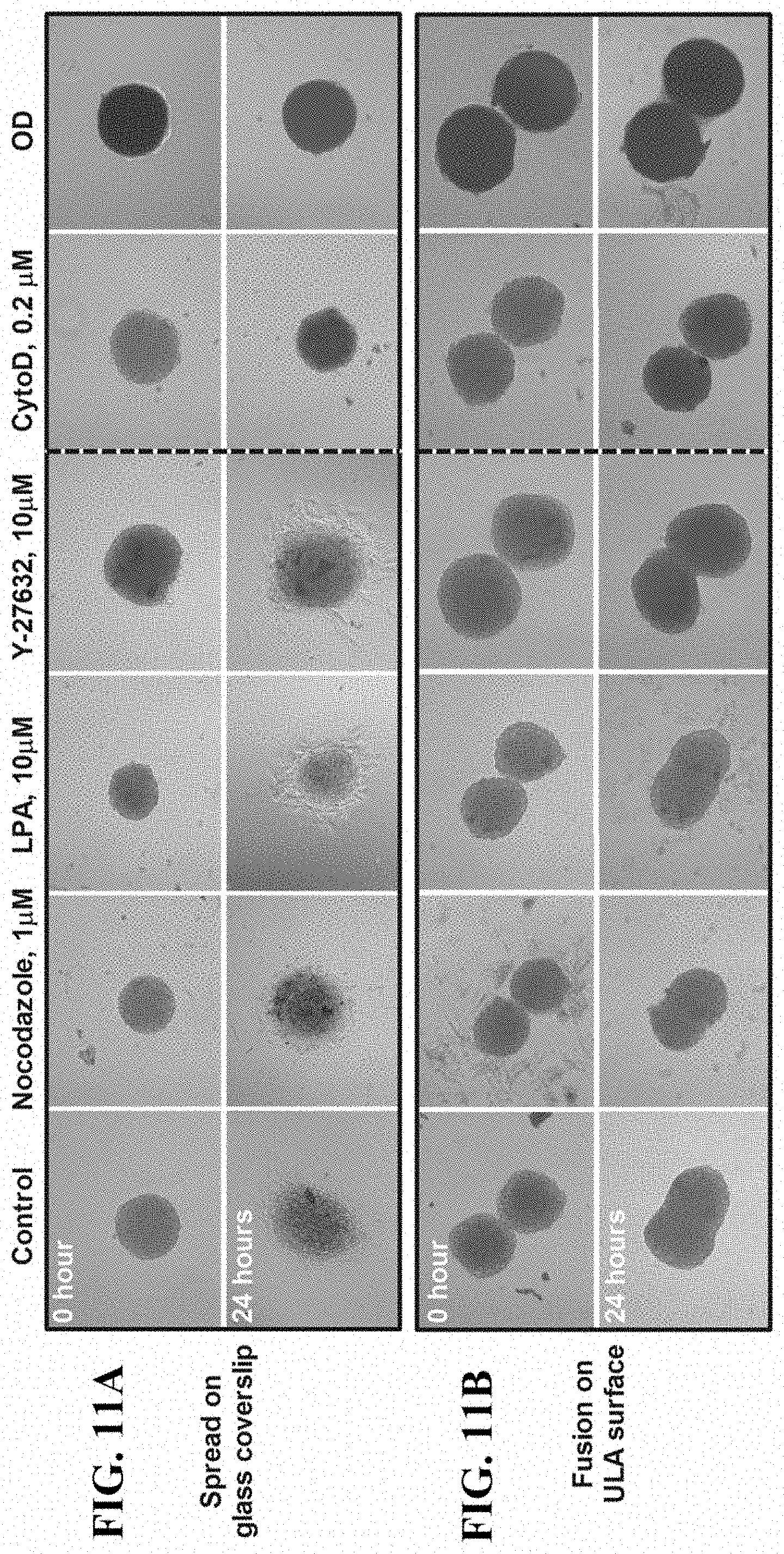 Patent US11781114 Figure 17 – Materials and methods for expansion of stem cells