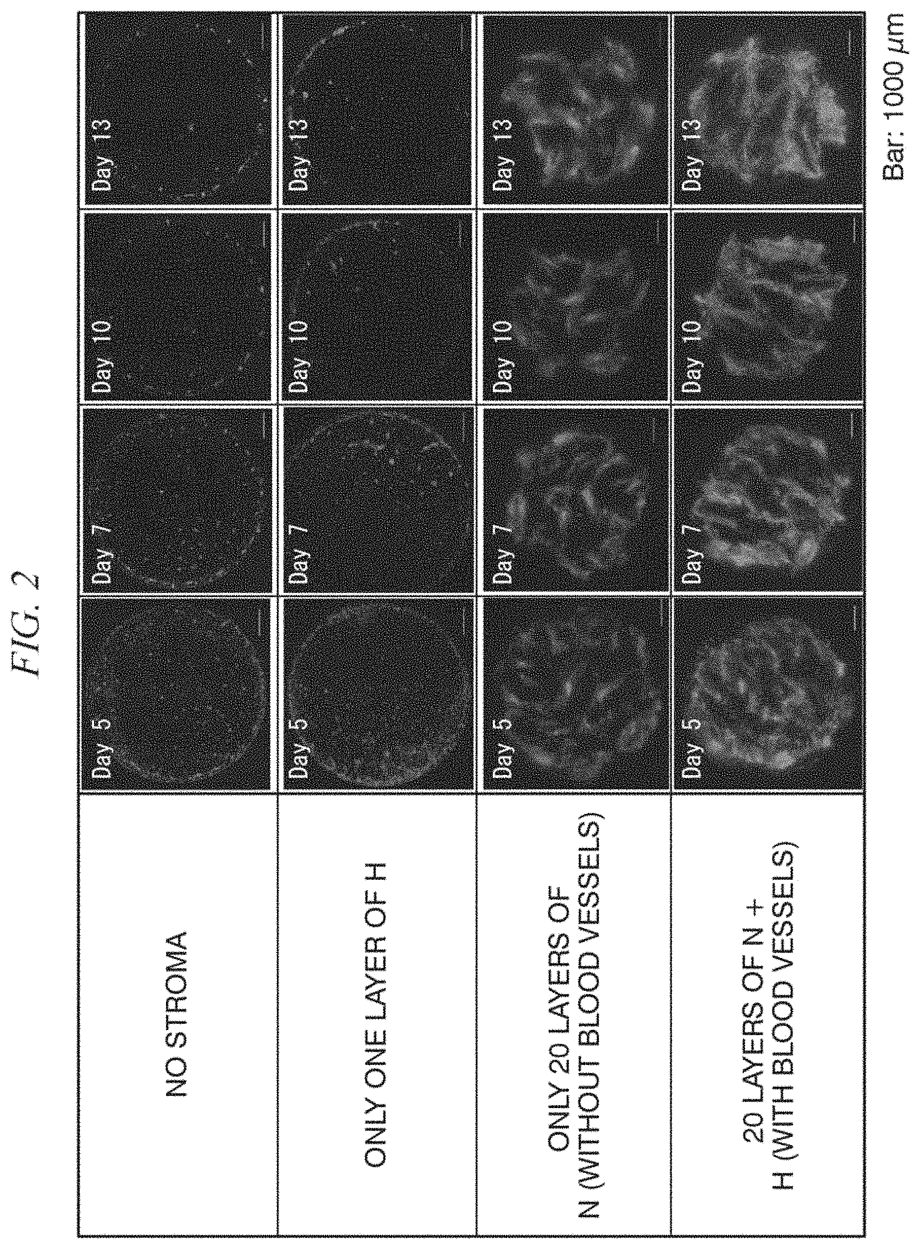 Patent US11781115 Figure 2 – Primary culture method