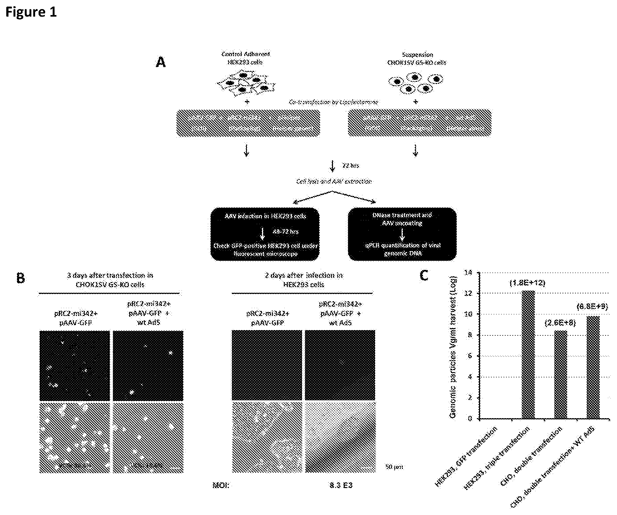 Patent US11781116 Figure 1 – Mammalian cells for producing adeno-associated viruses