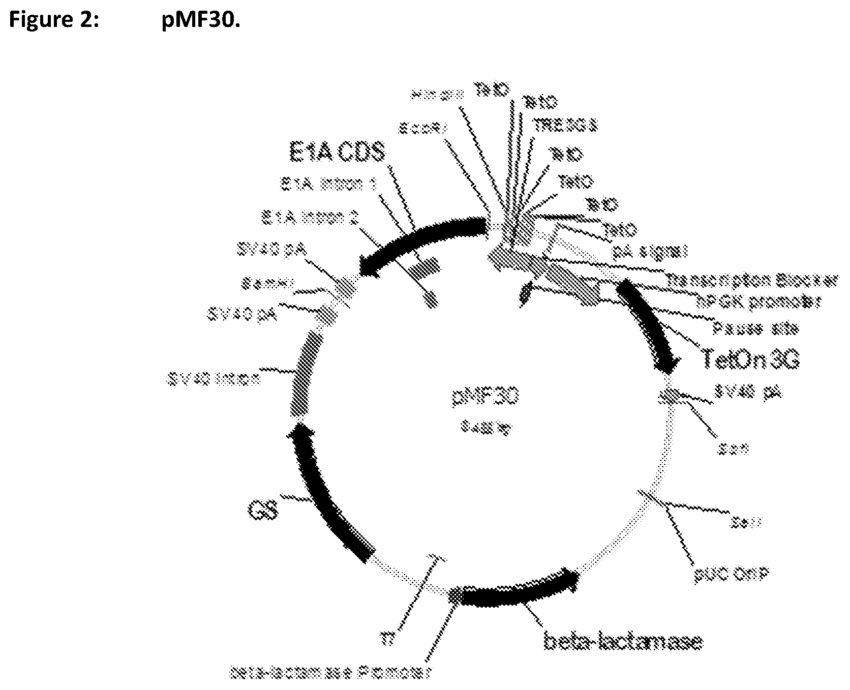 Patent US11781116 Figure 2 – Mammalian cells for producing adeno-associated viruses