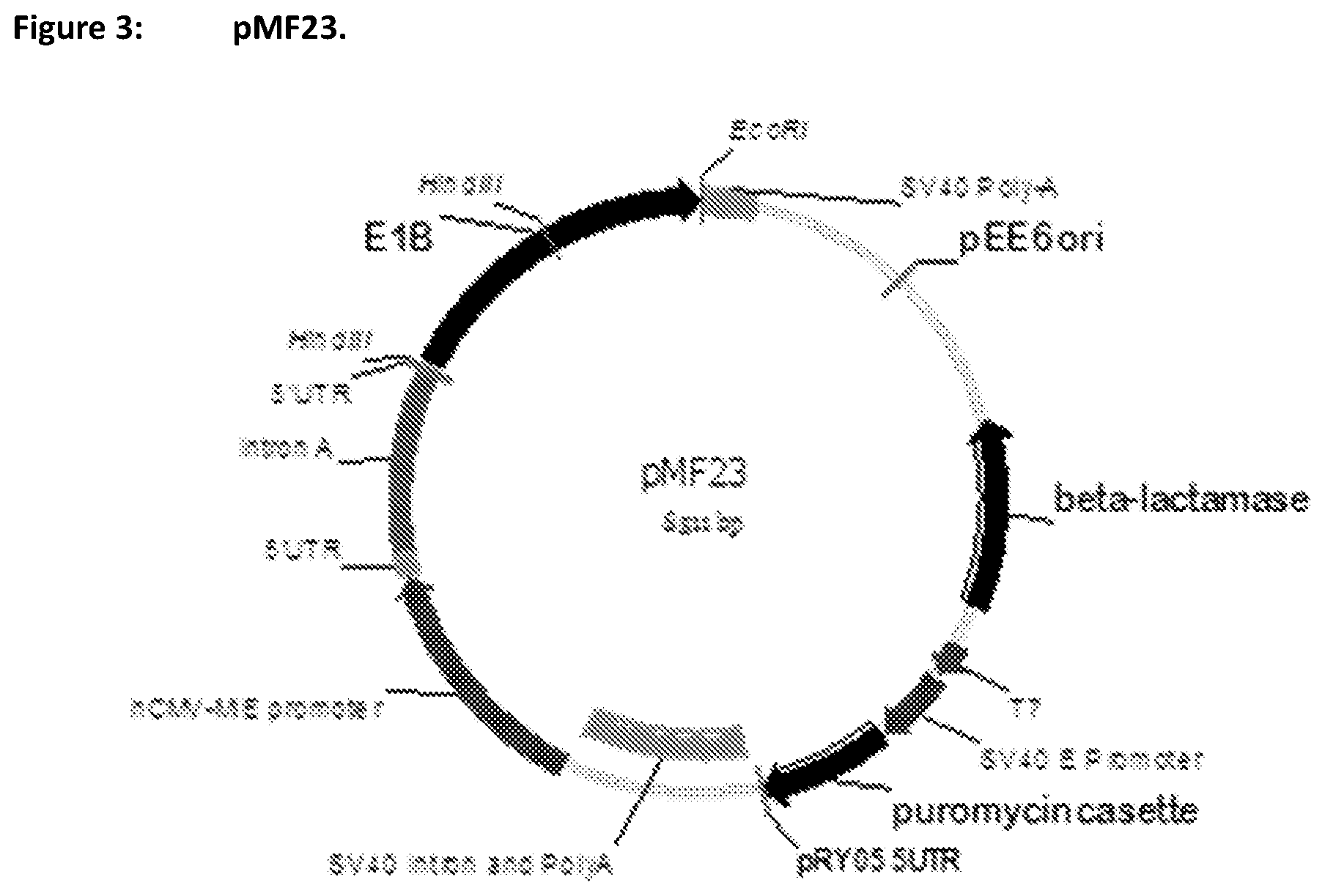 Patent US11781116 Figure 3 – Mammalian cells for producing adeno-associated viruses