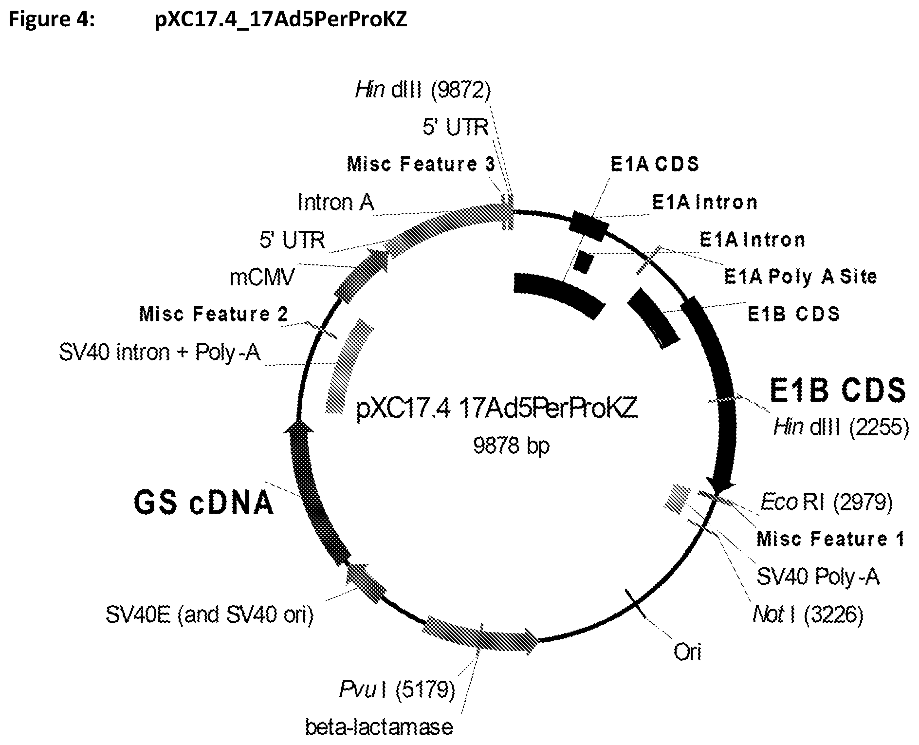 Patent US11781116 Figure 4 – Mammalian cells for producing adeno-associated viruses