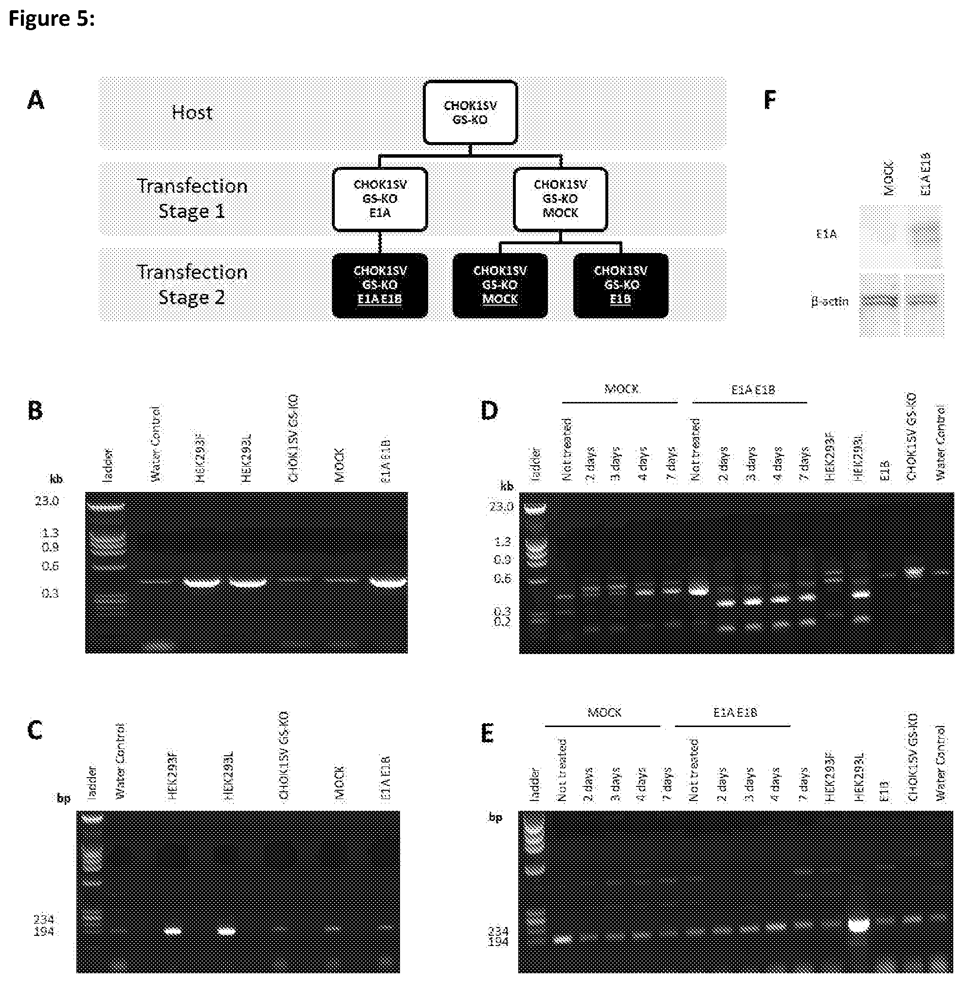 Patent US11781116 Figure 5 – Mammalian cells for producing adeno-associated viruses