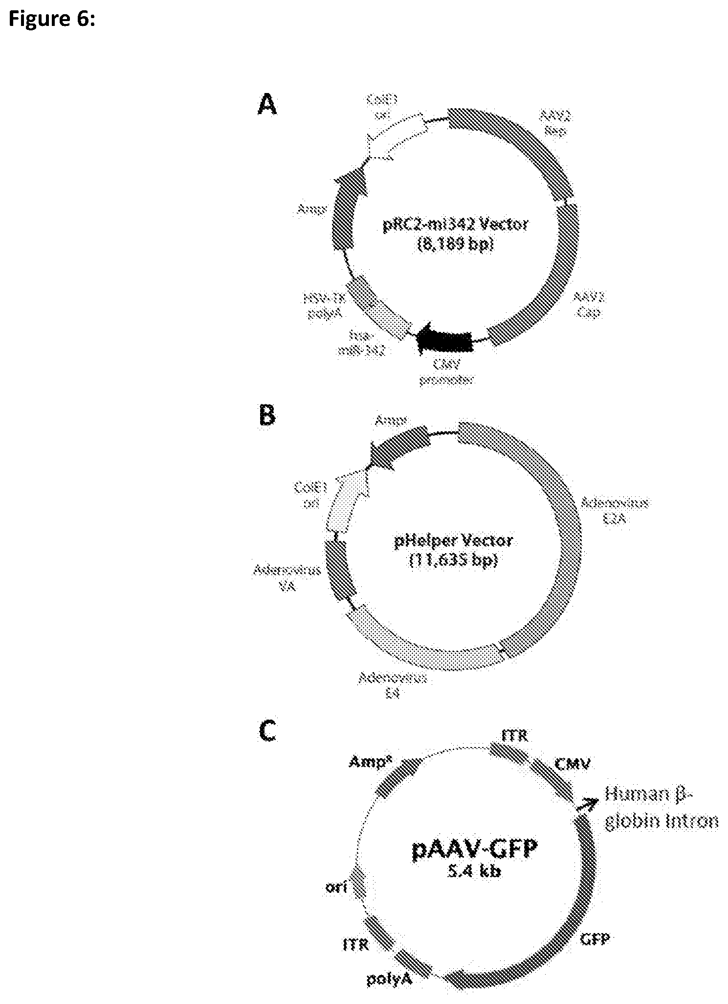 Patent US11781116 Figure 6 – Mammalian cells for producing adeno-associated viruses