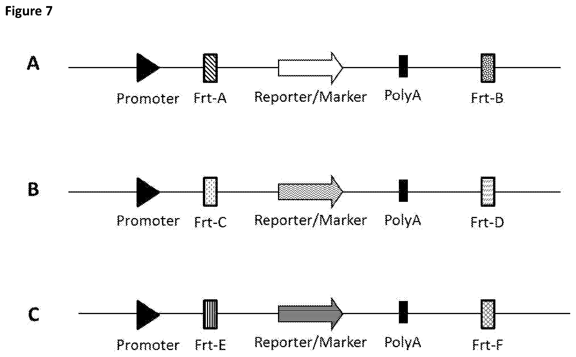 Patent US11781116 Figure 7 – Mammalian cells for producing adeno-associated viruses