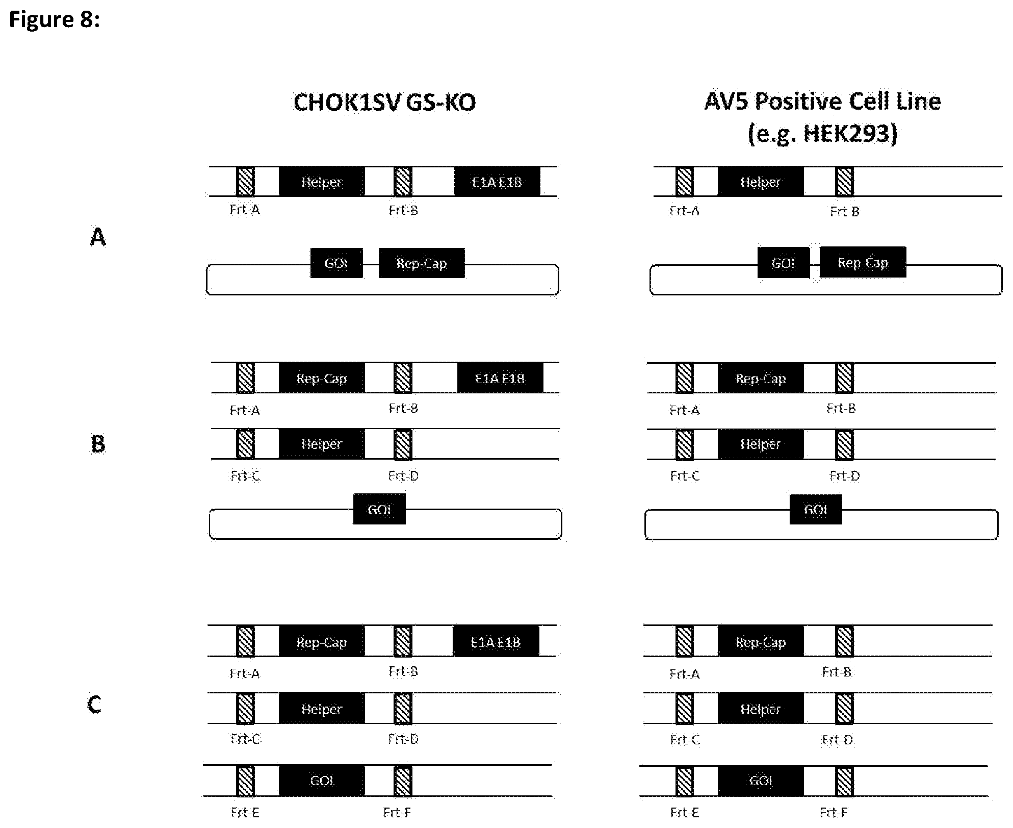 Patent US11781116 Figure 8 – Mammalian cells for producing adeno-associated viruses