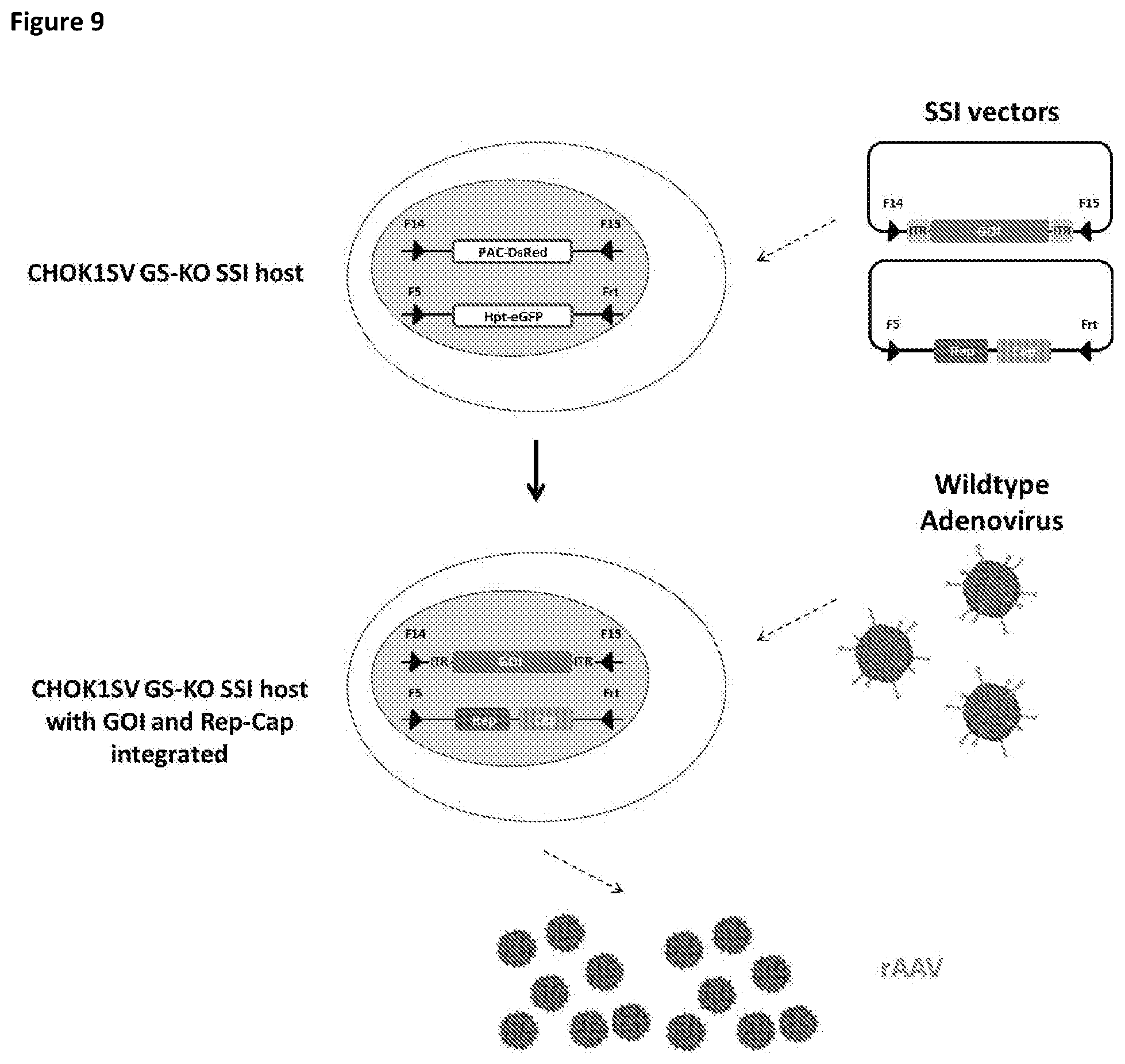 Patent US11781116 Figure 9 – Mammalian cells for producing adeno-associated viruses