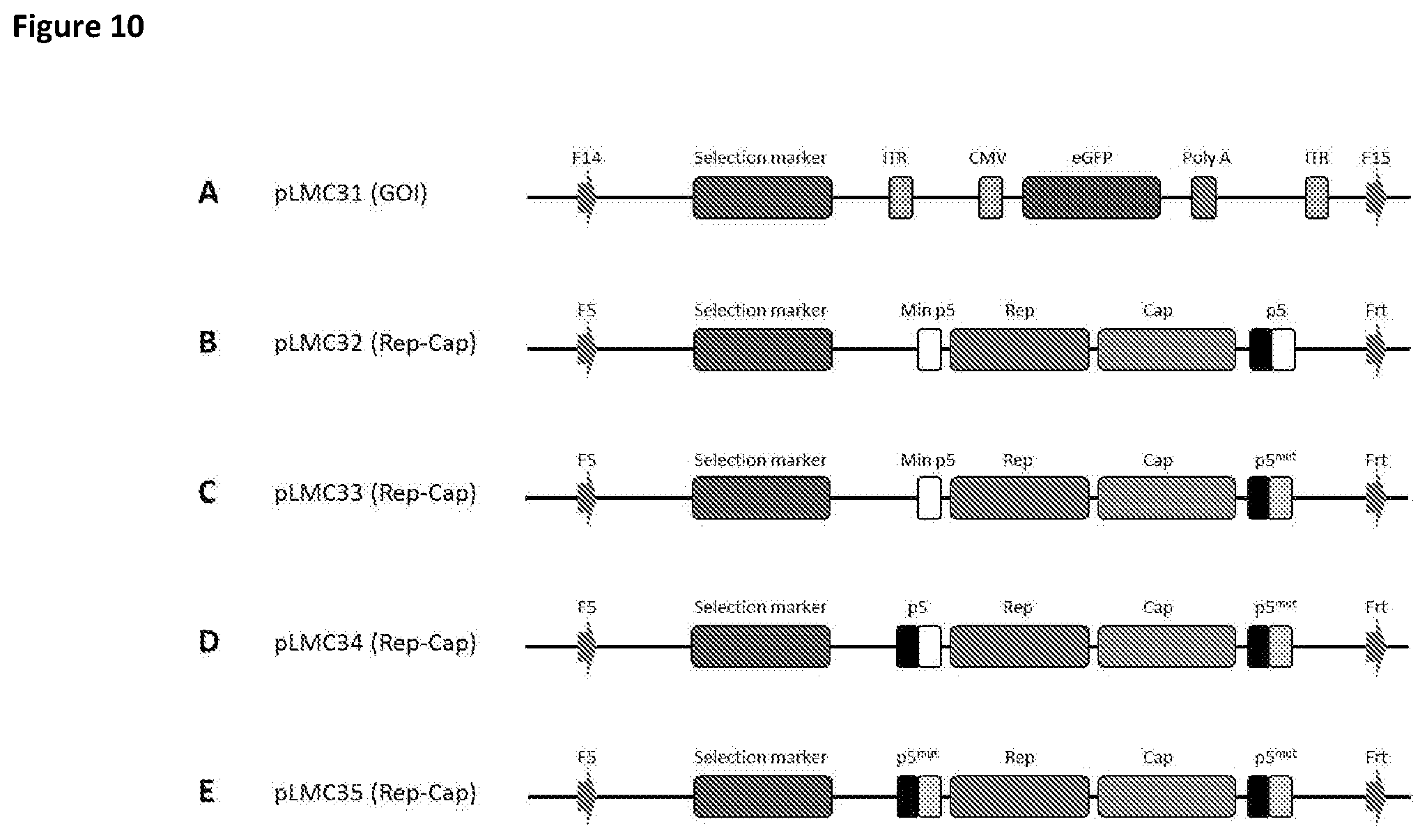 Patent US11781116 Figure 10 – Mammalian cells for producing adeno-associated viruses