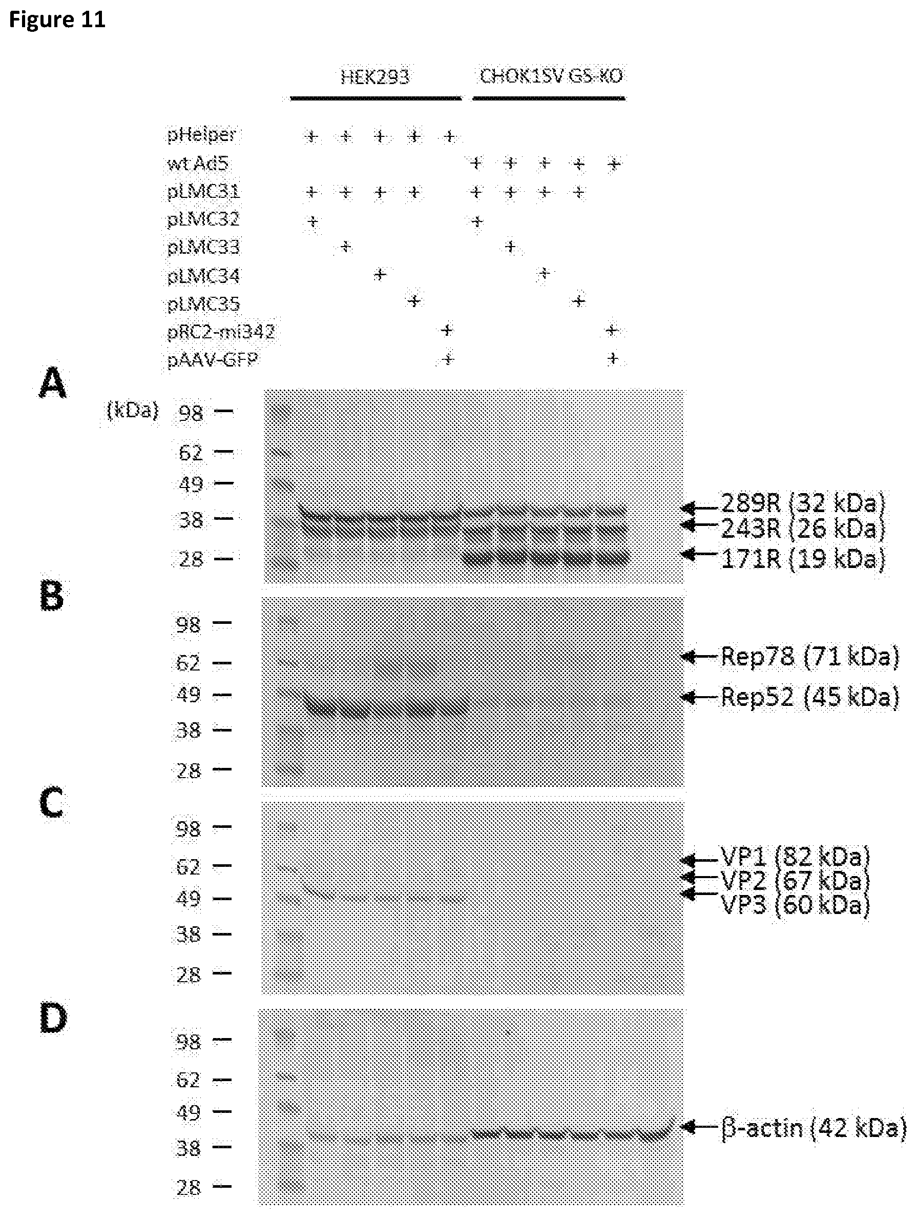Patent US11781116 Figure 11 – Mammalian cells for producing adeno-associated viruses
