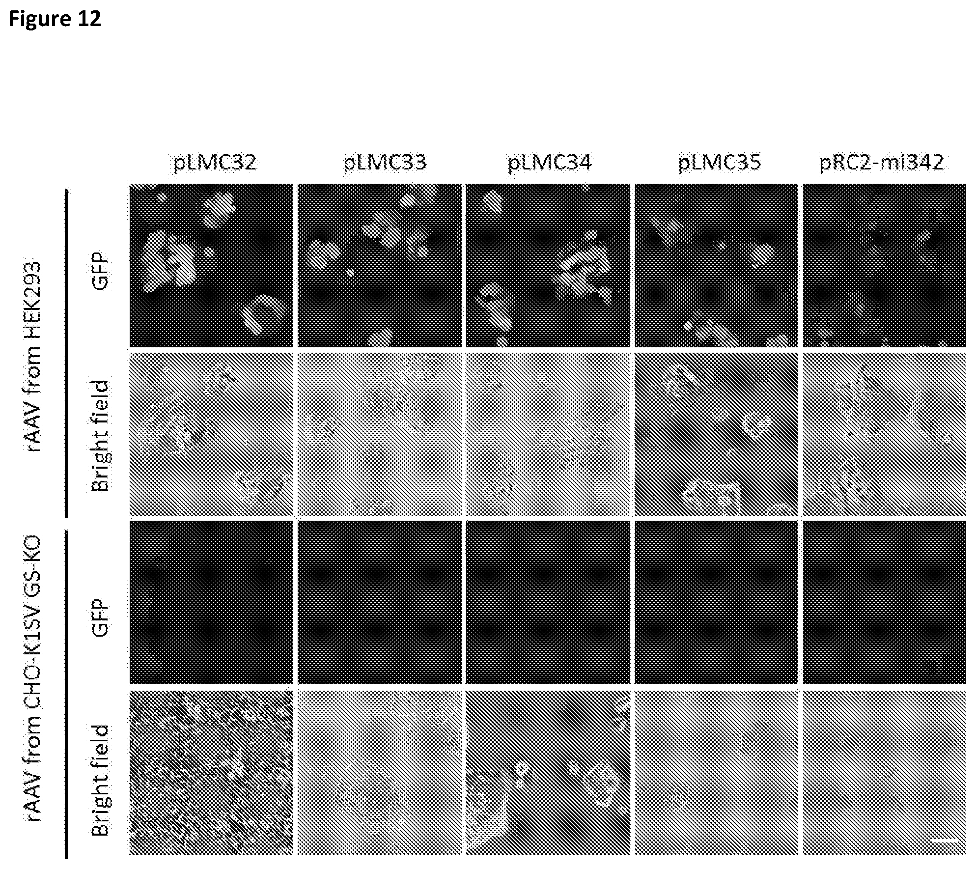 Patent US11781116 Figure 12 – Mammalian cells for producing adeno-associated viruses