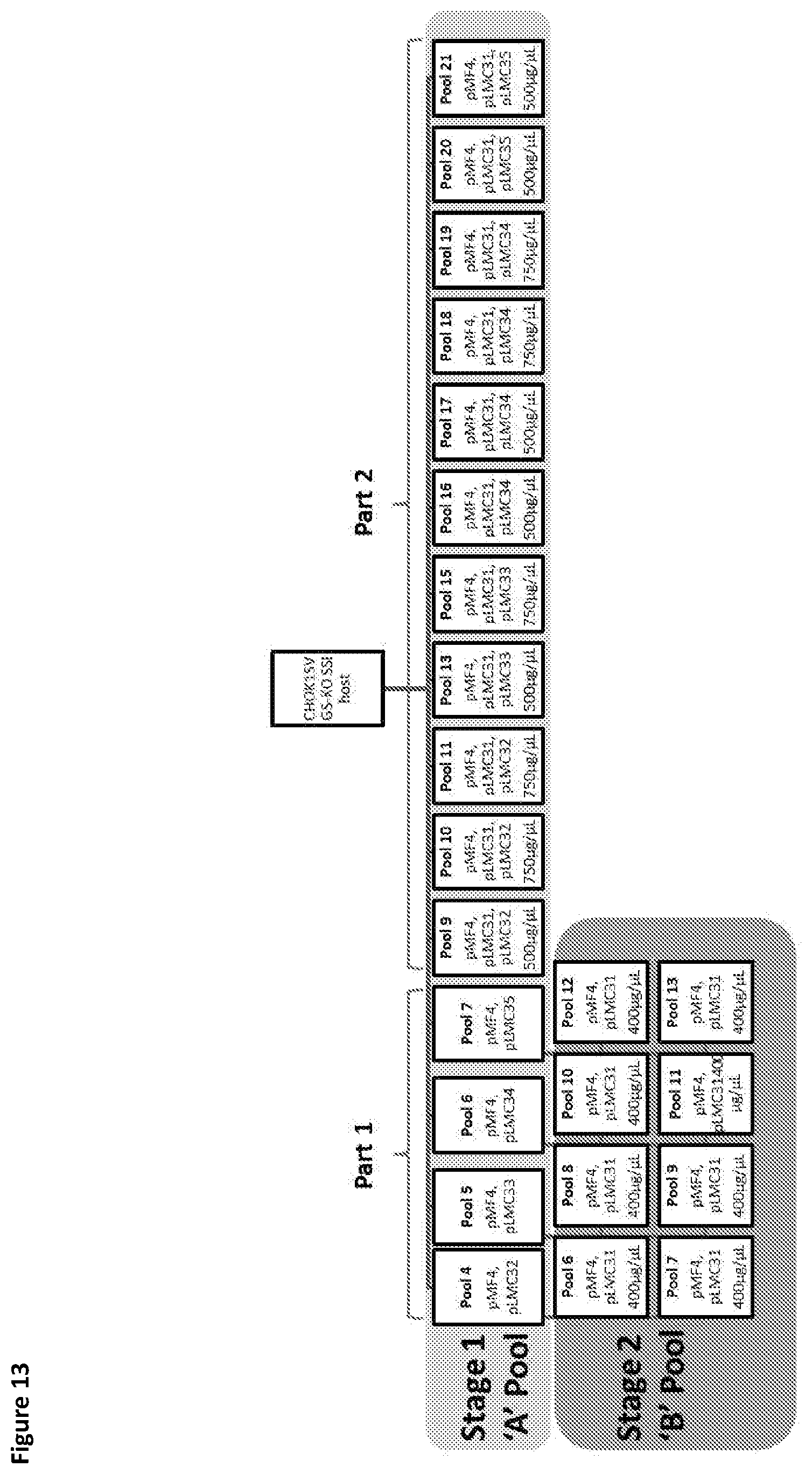 Patent US11781116 Figure 13 – Mammalian cells for producing adeno-associated viruses