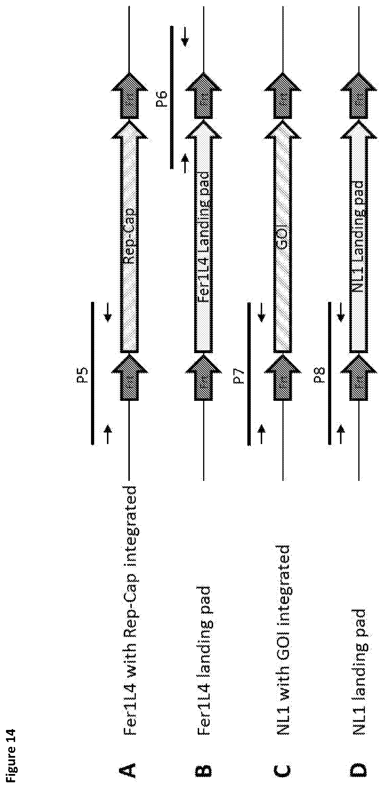 Patent US11781116 Figure 14 – Mammalian cells for producing adeno-associated viruses