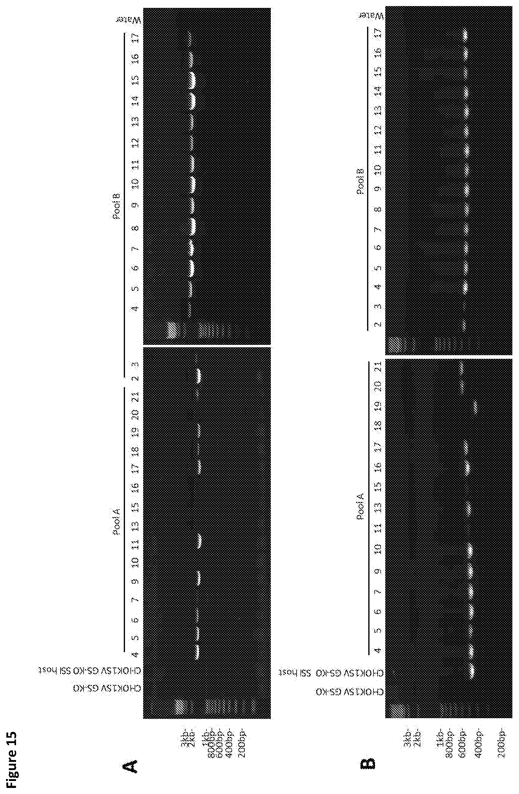 Patent US11781116 Figure 15 – Mammalian cells for producing adeno-associated viruses