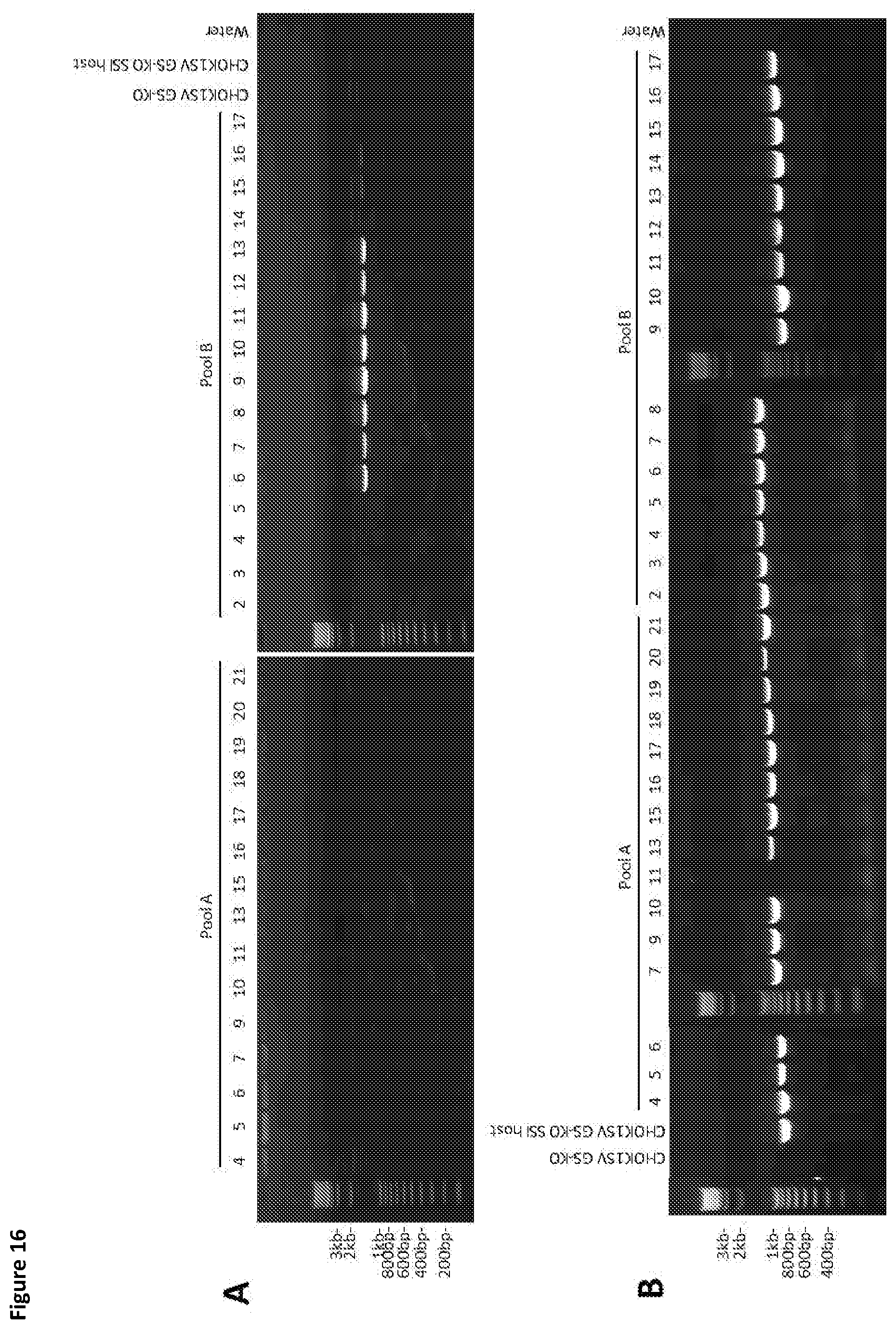 Patent US11781116 Figure 16 – Mammalian cells for producing adeno-associated viruses