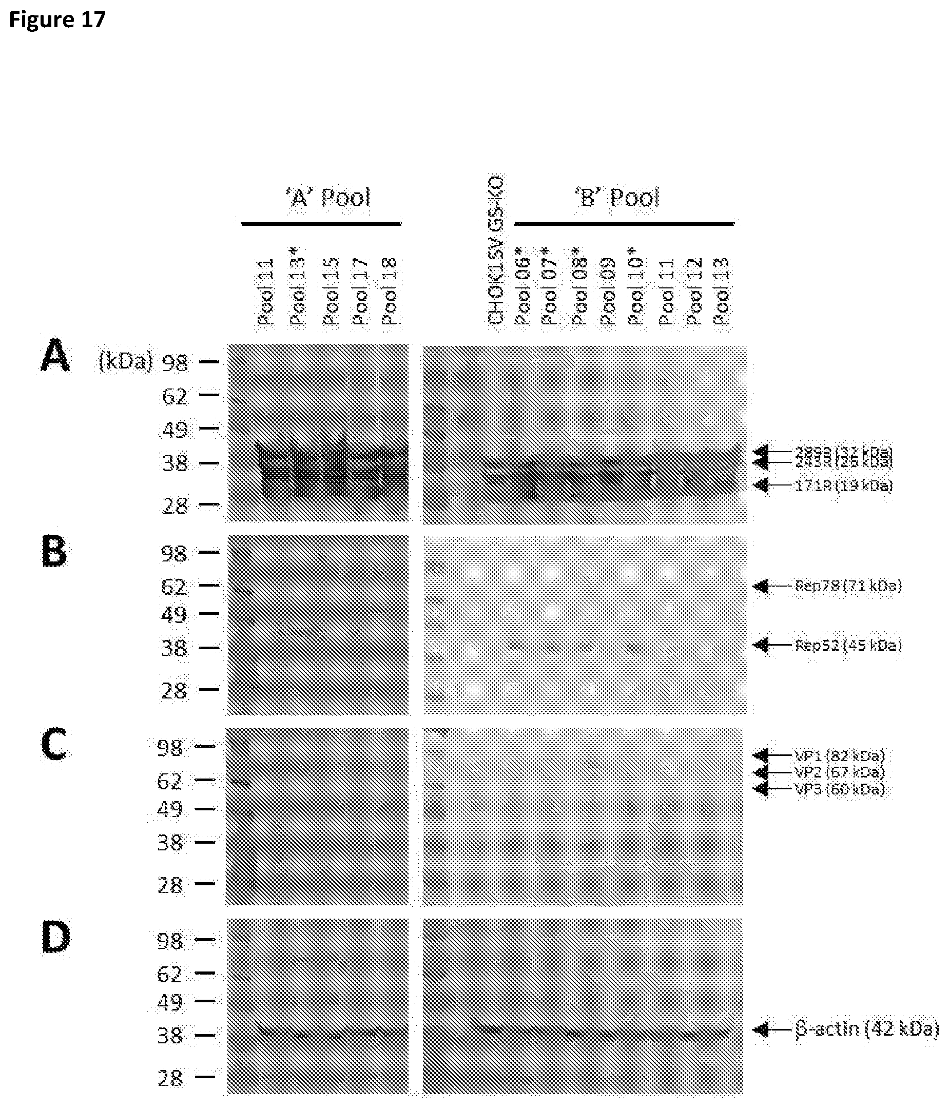 Patent US11781116 Figure 17 – Mammalian cells for producing adeno-associated viruses