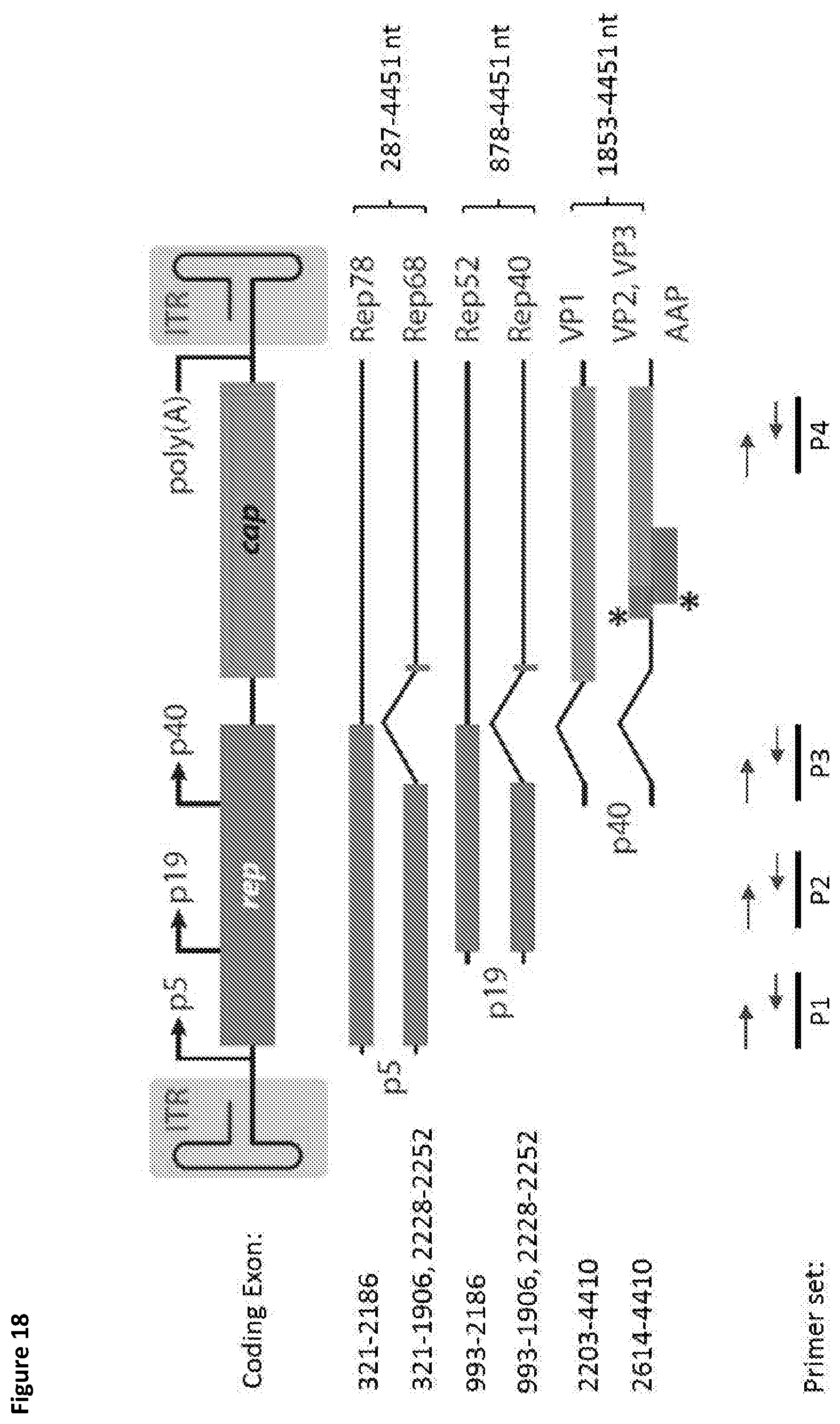 Patent US11781116 Figure 18 – Mammalian cells for producing adeno-associated viruses