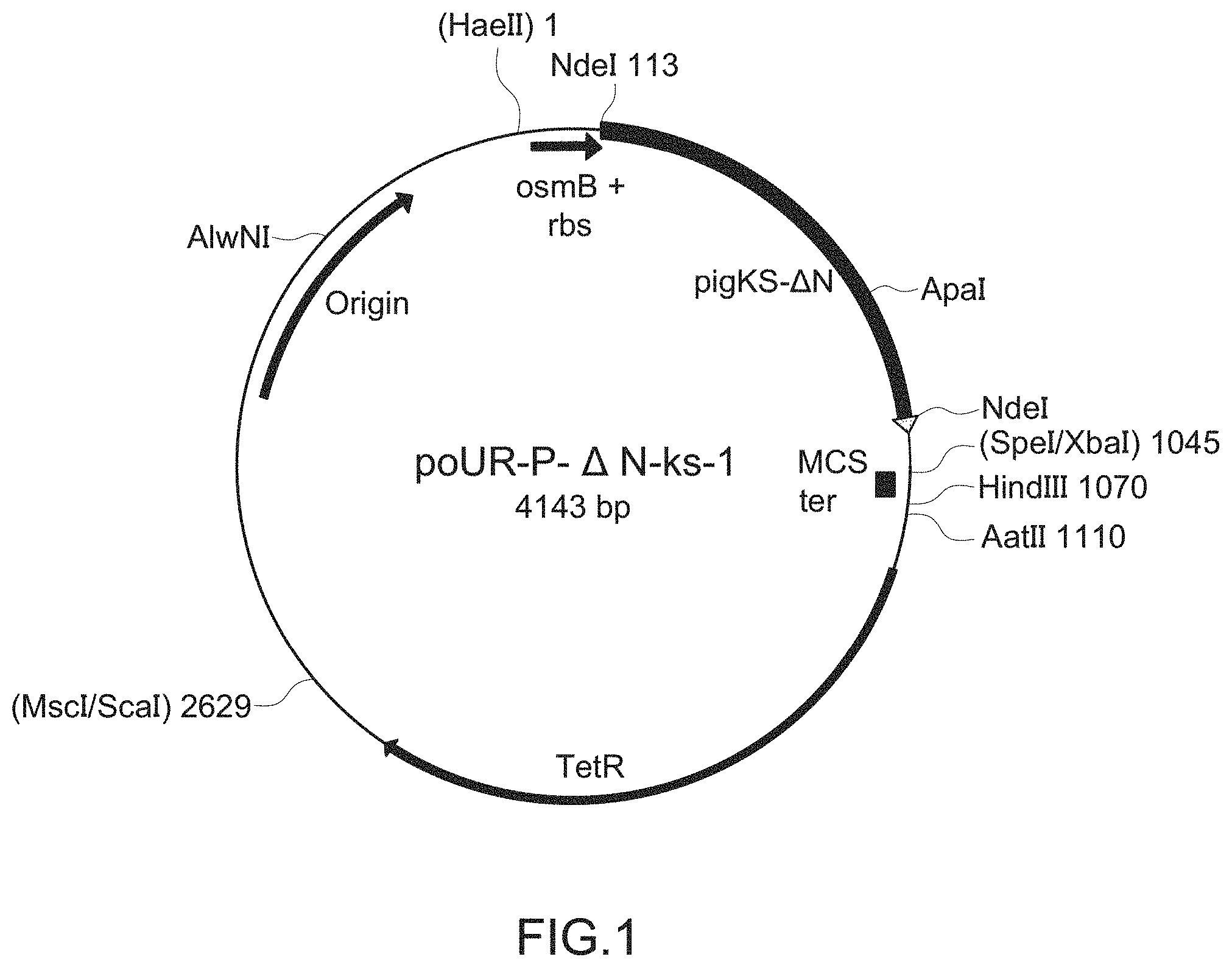 Patent US11781119 Figure 1 – Variant forms of urate oxidase and use thereof