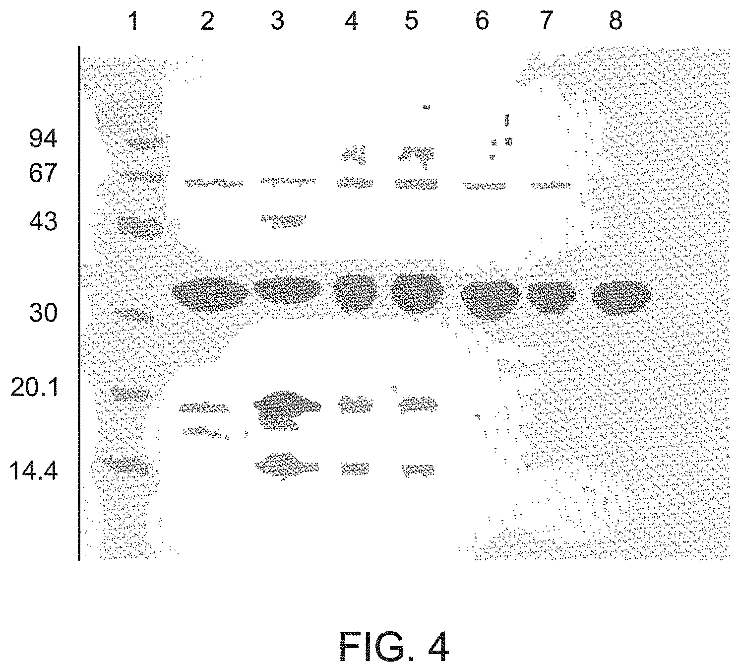 Patent US11781119 Figure 5 – Variant forms of urate oxidase and use thereof