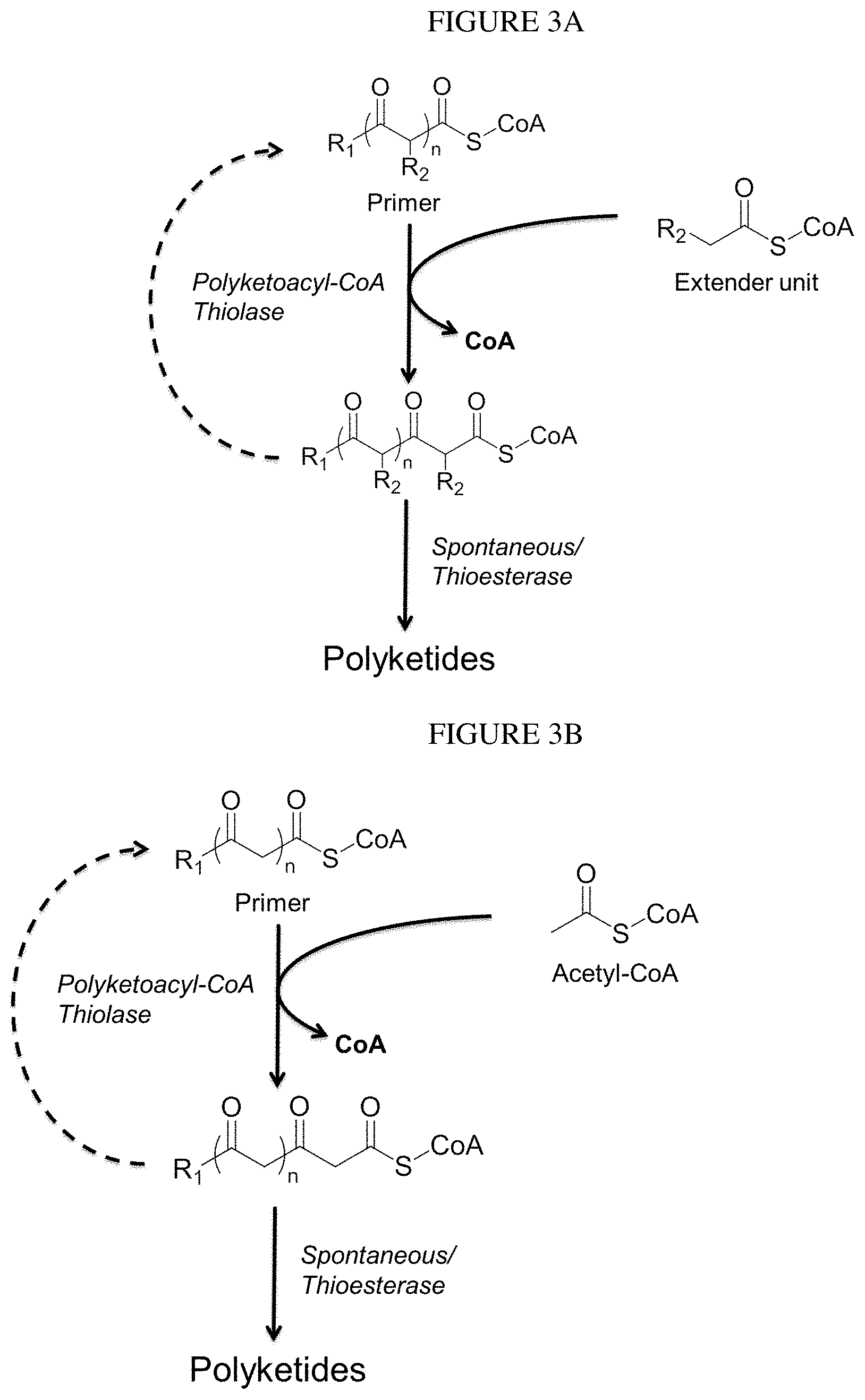 Patent US11781120 Figure 2 – Biosynthesis of polyketides