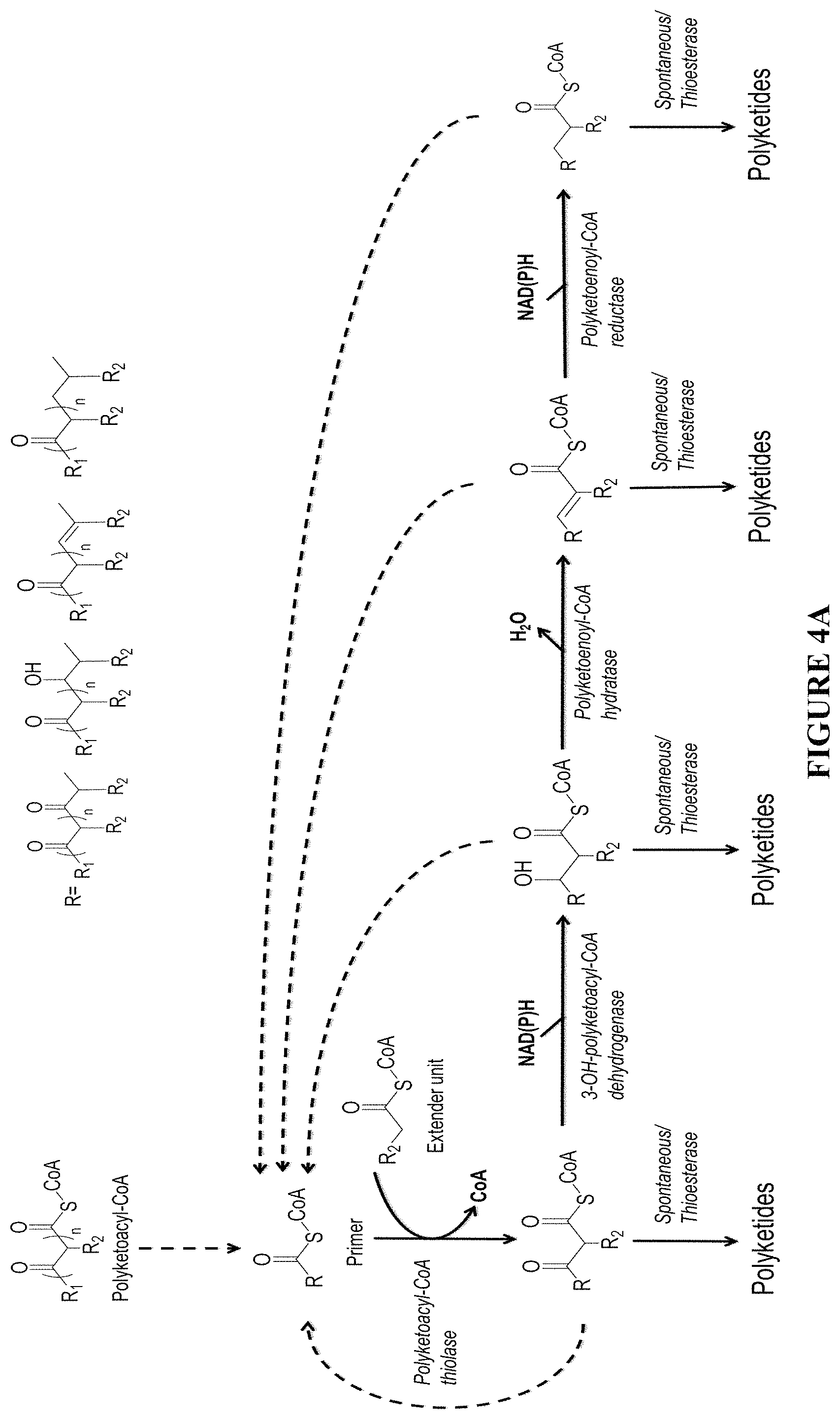Patent US11781120 Figure 3 – Biosynthesis of polyketides