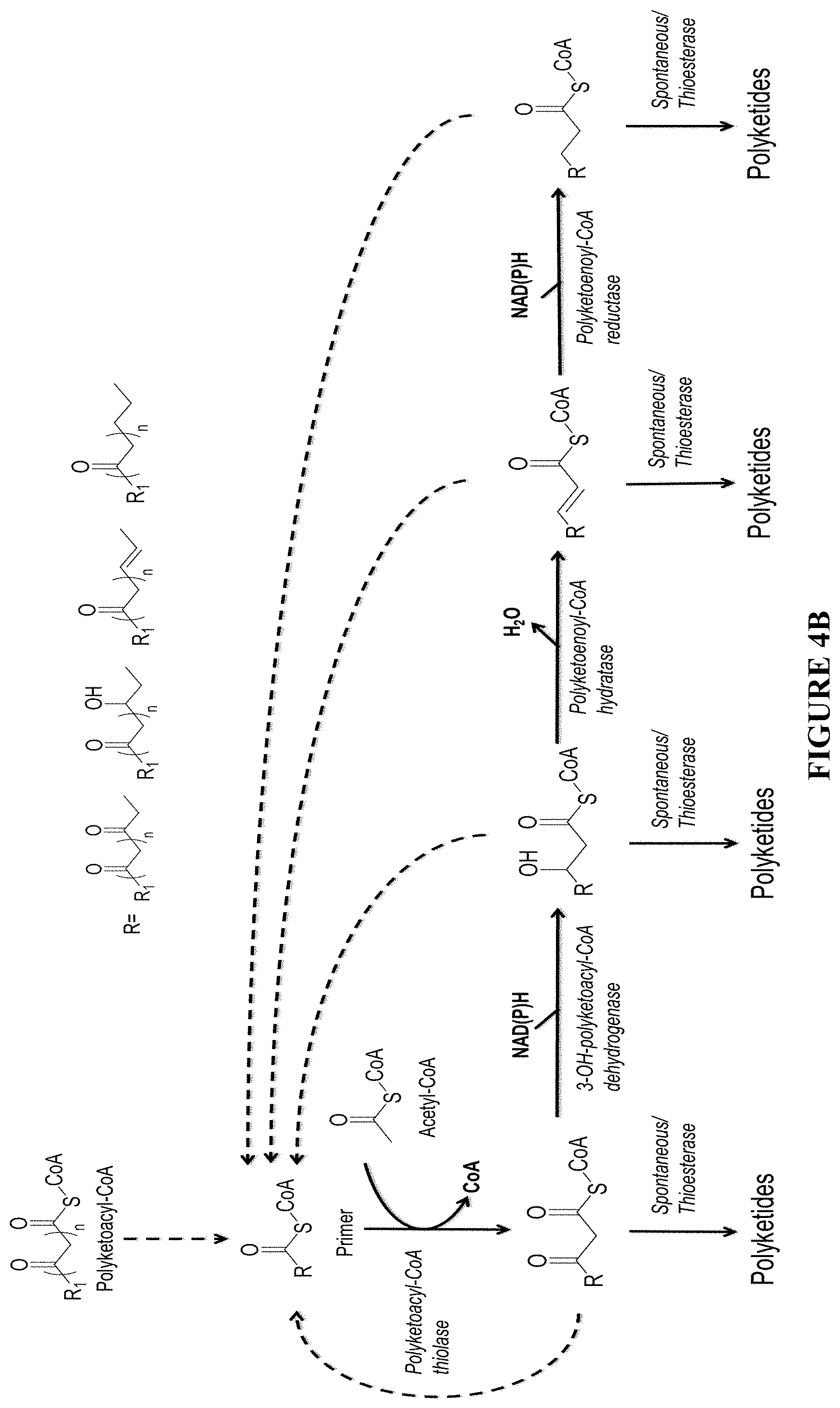 Patent US11781120 Figure 4 – Biosynthesis of polyketides
