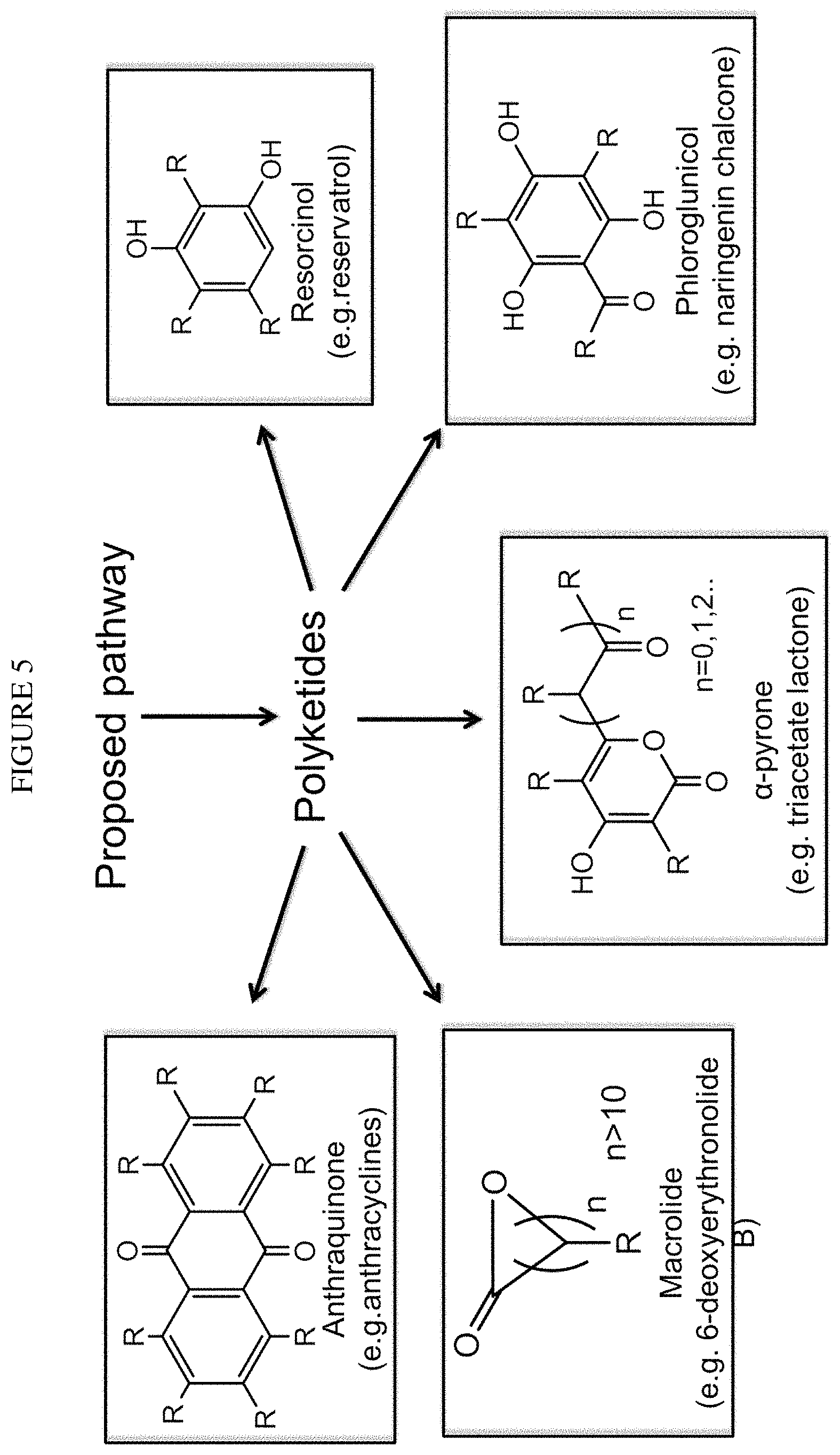 Patent US11781120 Figure 5 – Biosynthesis of polyketides