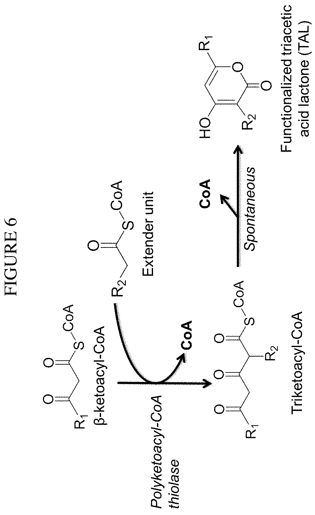 Patent US11781120 Figure 6 – Biosynthesis of polyketides