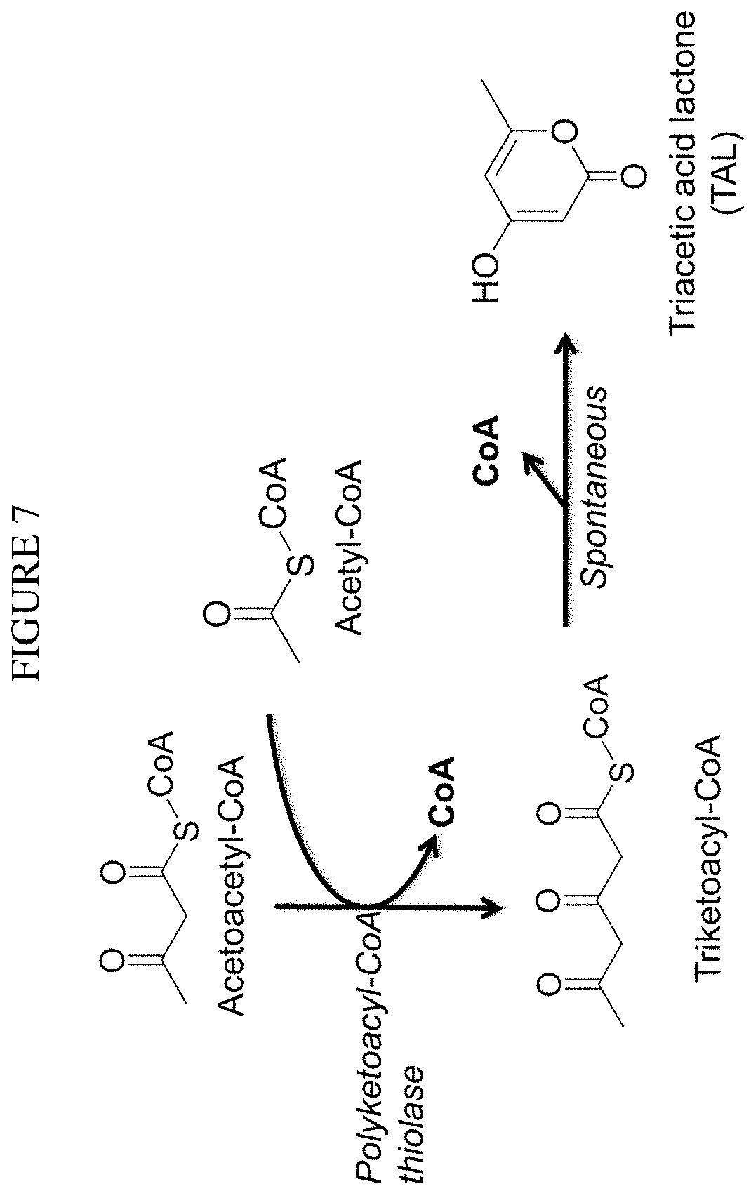 Patent US11781120 Figure 7 – Biosynthesis of polyketides