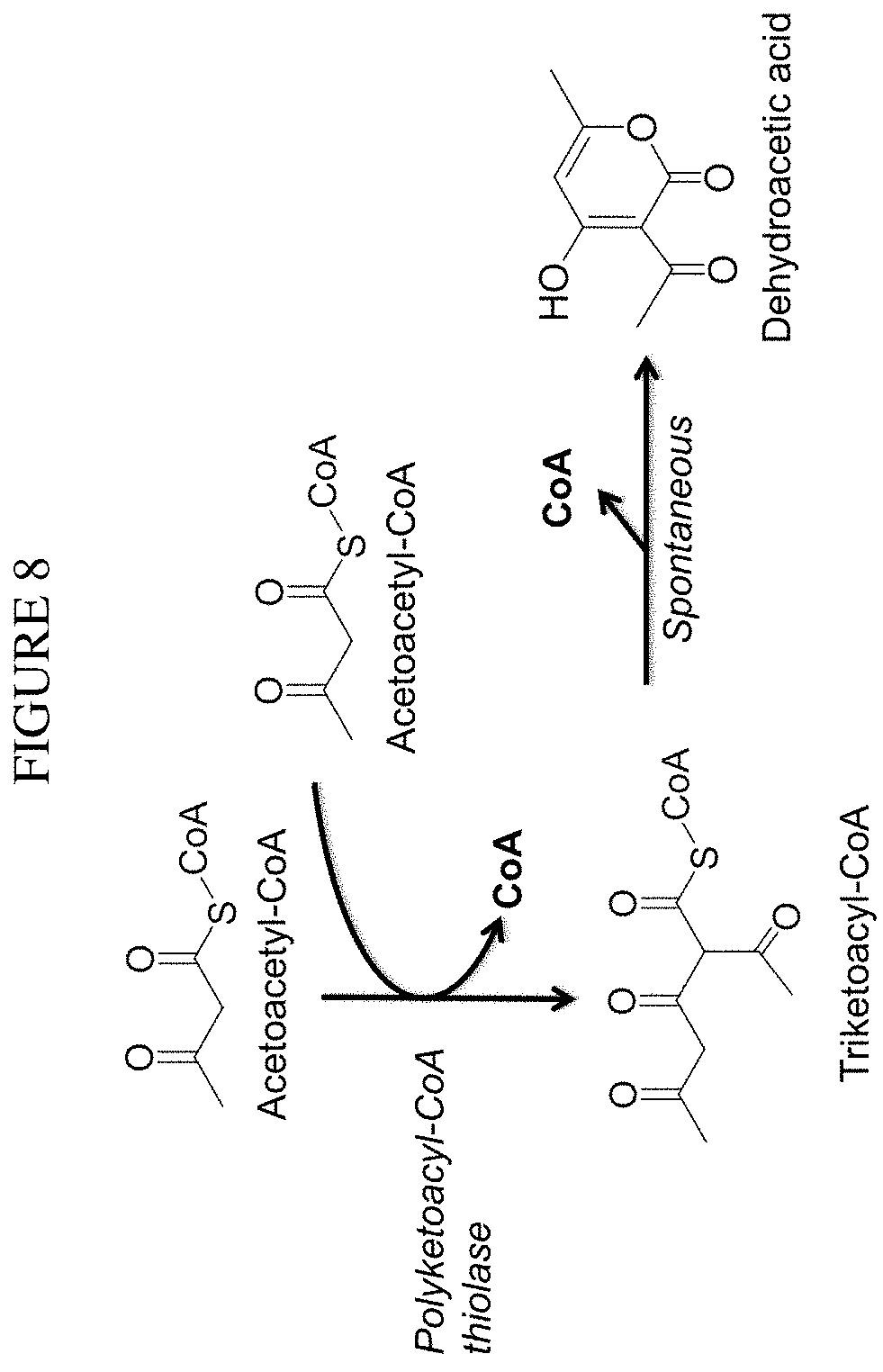 Patent US11781120 Figure 8 – Biosynthesis of polyketides