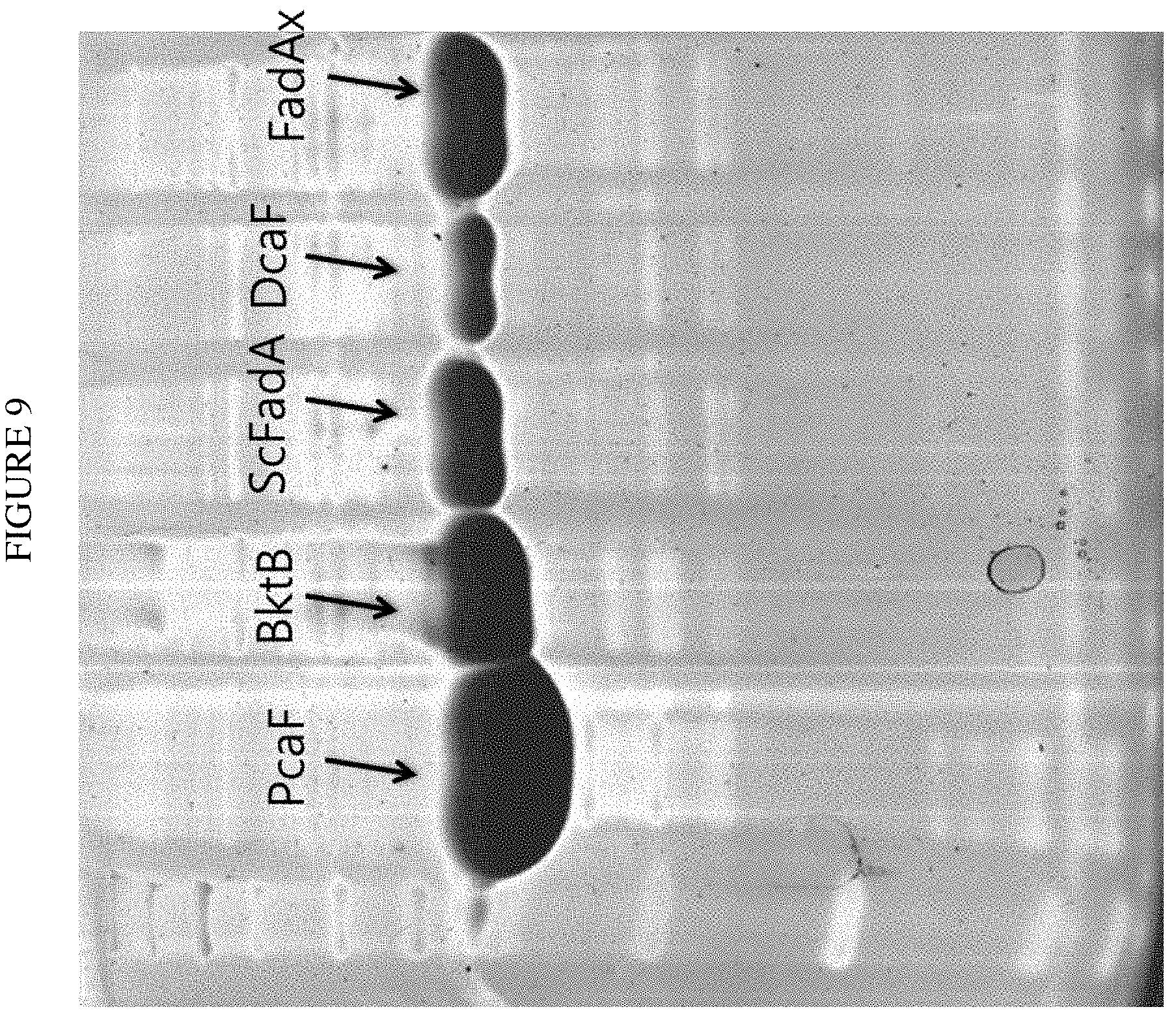 Patent US11781120 Figure 9 – Biosynthesis of polyketides
