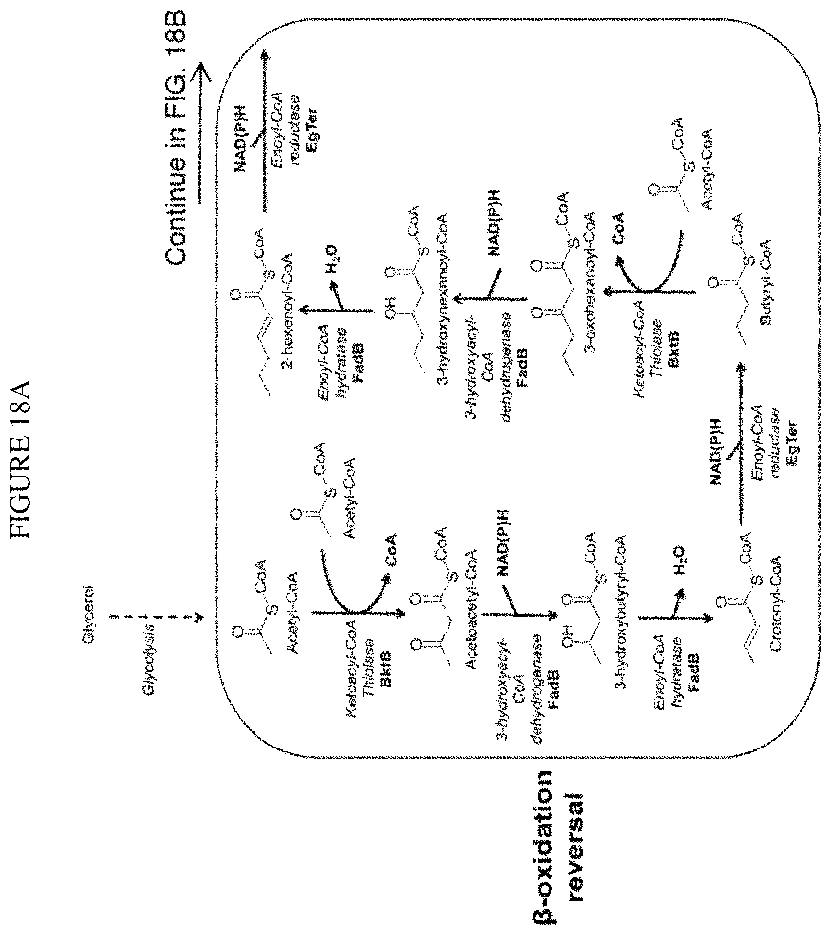 Patent US11781120 Figure 15 – Biosynthesis of polyketides