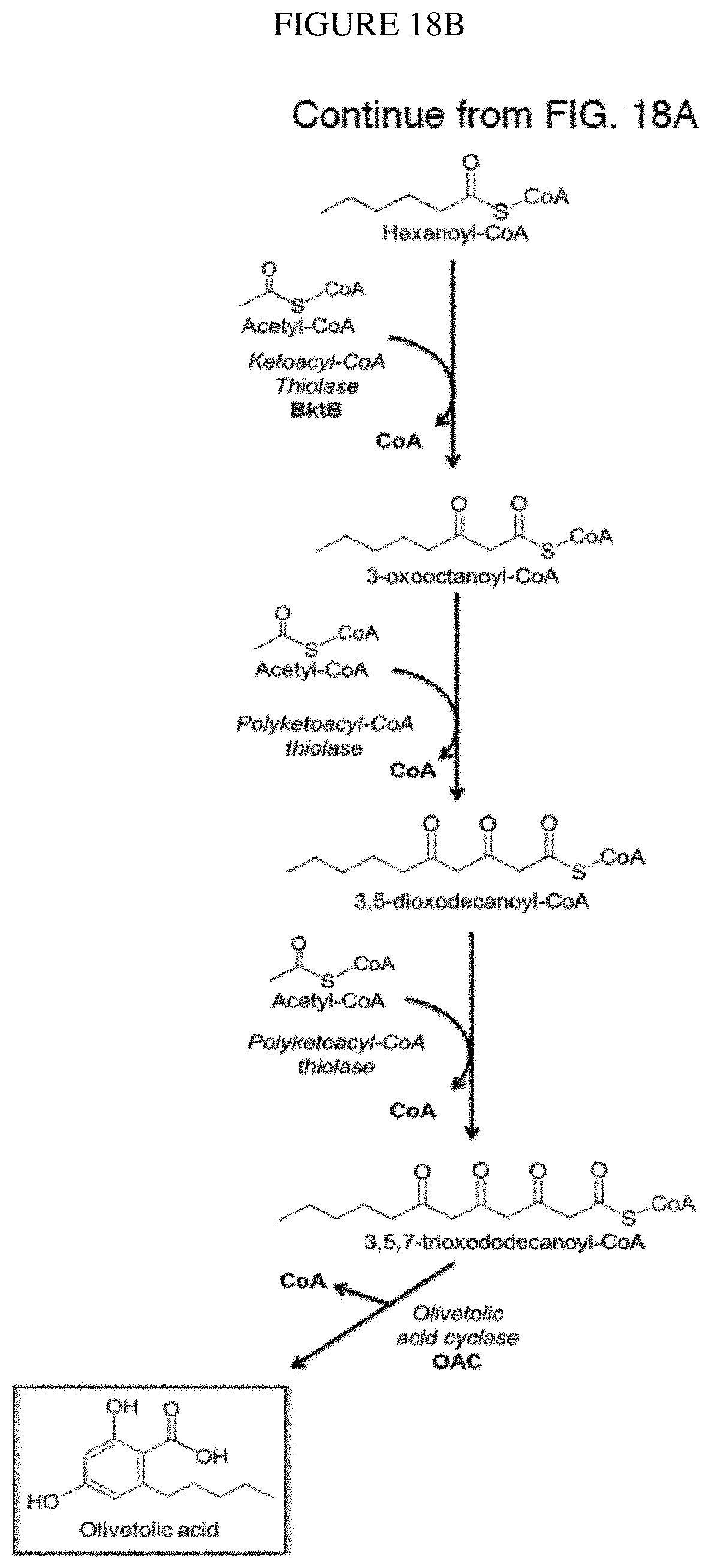 Patent US11781120 Figure 16 – Biosynthesis of polyketides