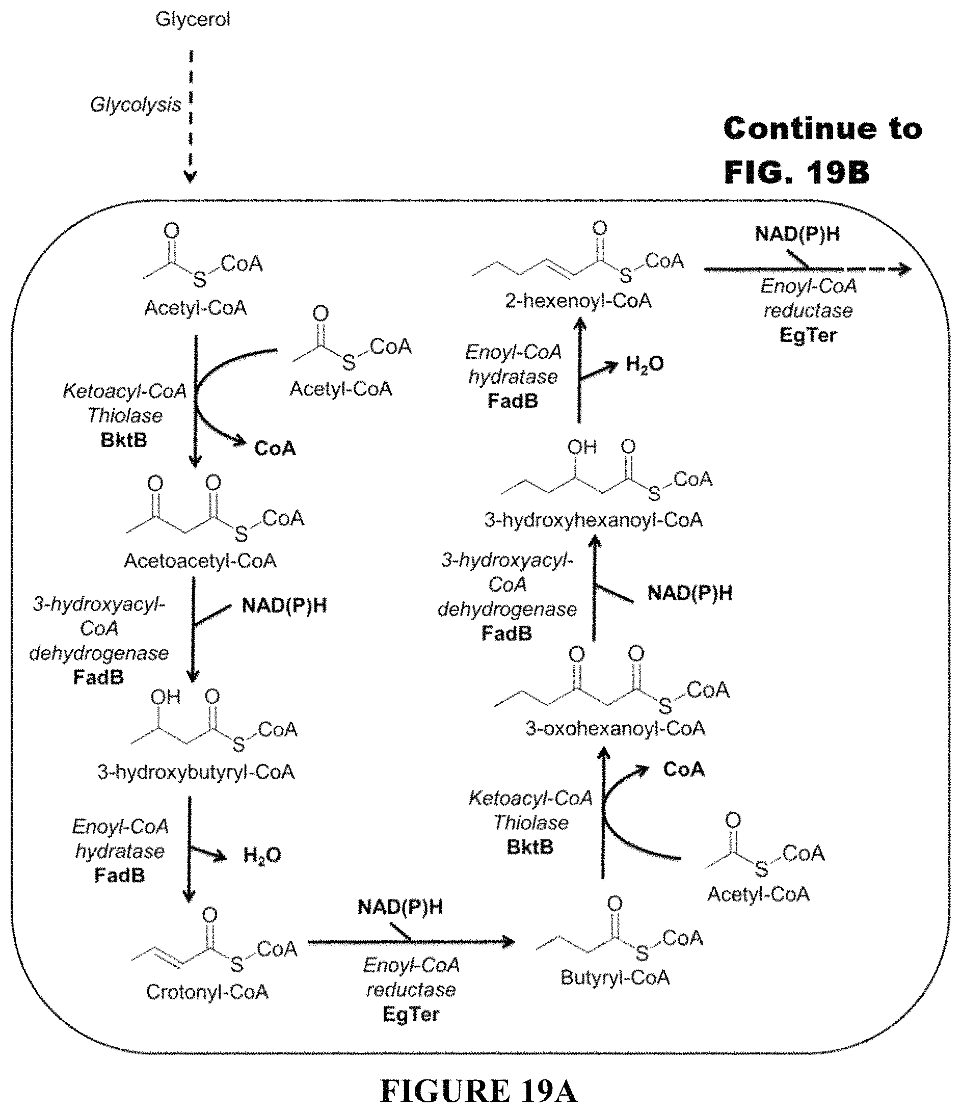 Patent US11781120 Figure 17 – Biosynthesis of polyketides