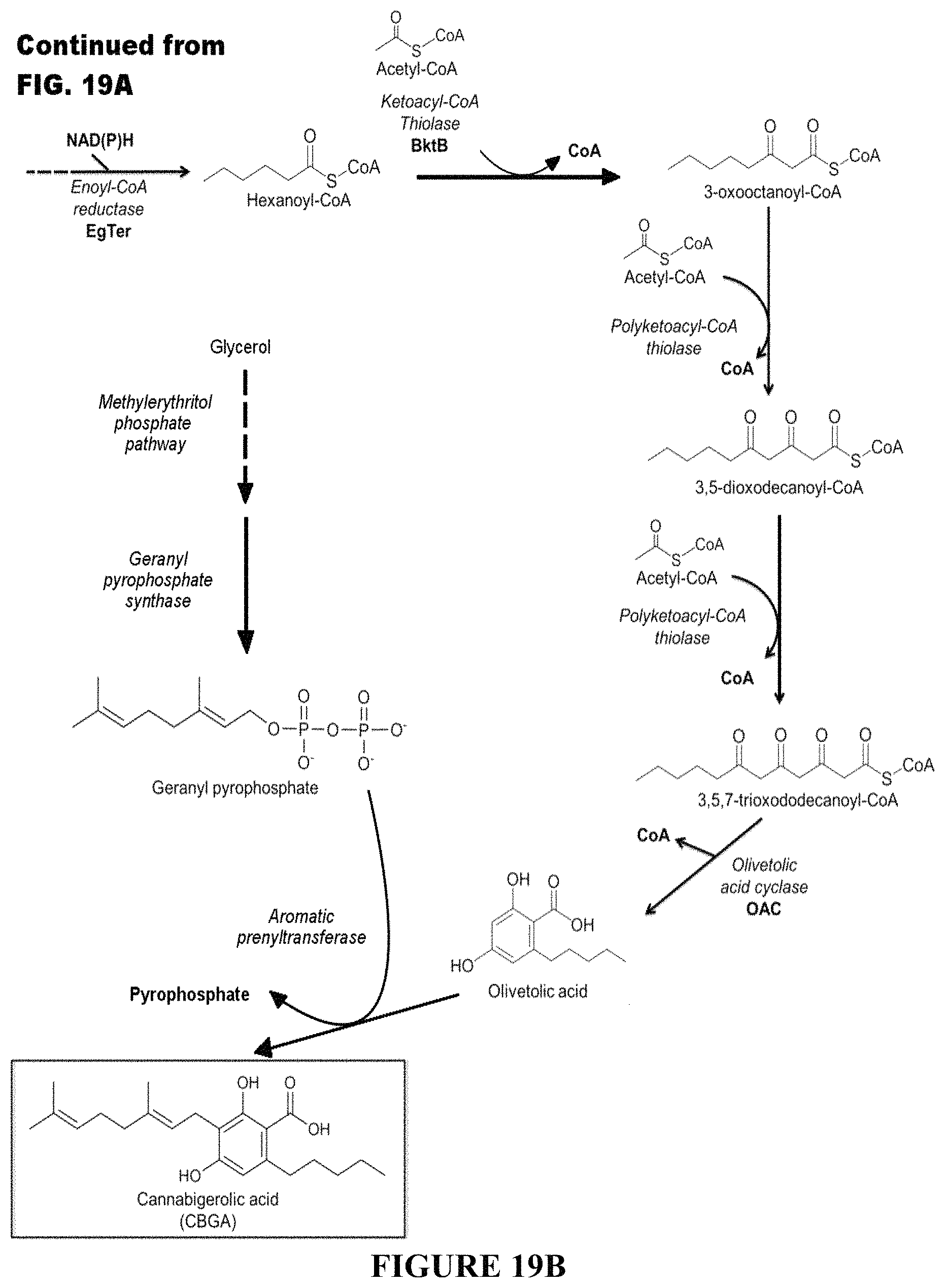 Patent US11781120 Figure 18 – Biosynthesis of polyketides