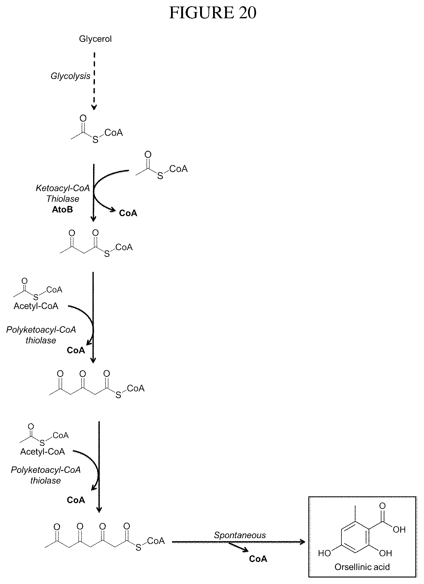 Patent US11781120 Figure 19 – Biosynthesis of polyketides