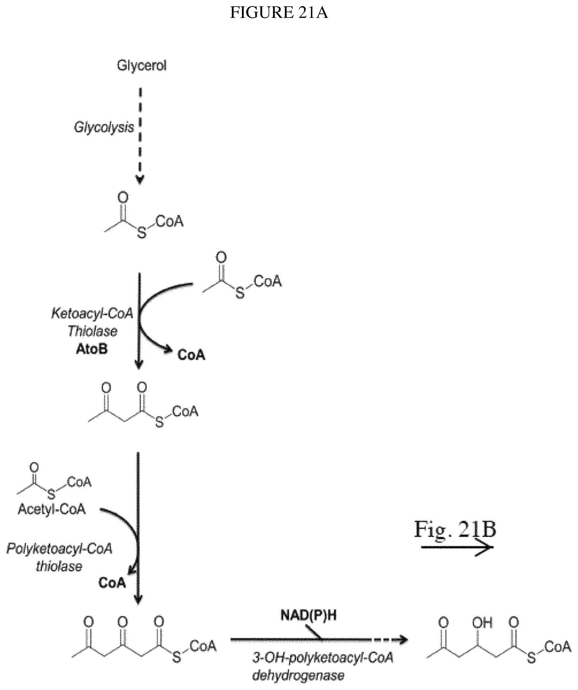 Patent US11781120 Figure 20 – Biosynthesis of polyketides