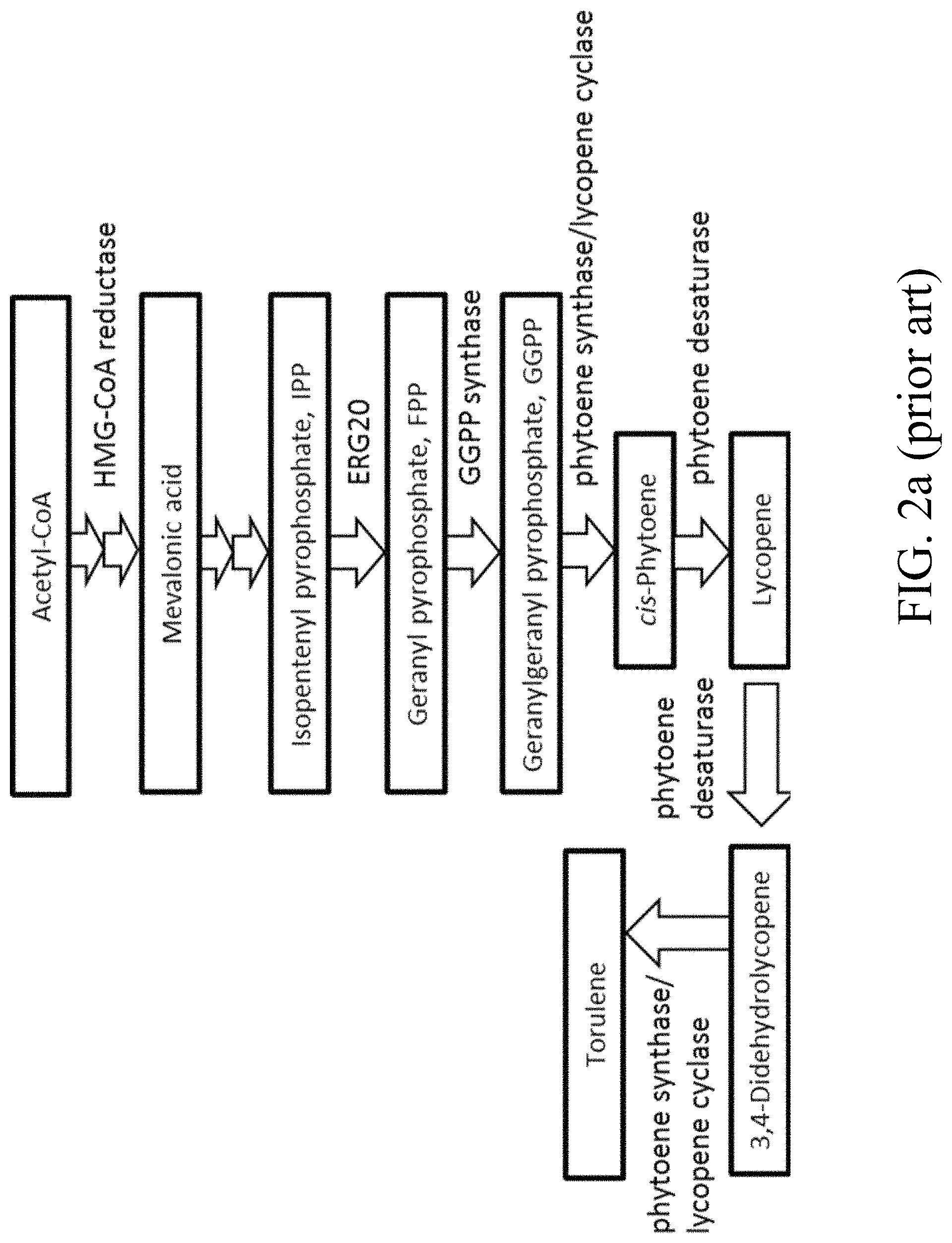 Patent US11781124 Figure 2 – Recombinant polynucleotide sequence for producing astaxanthin and uses thereof