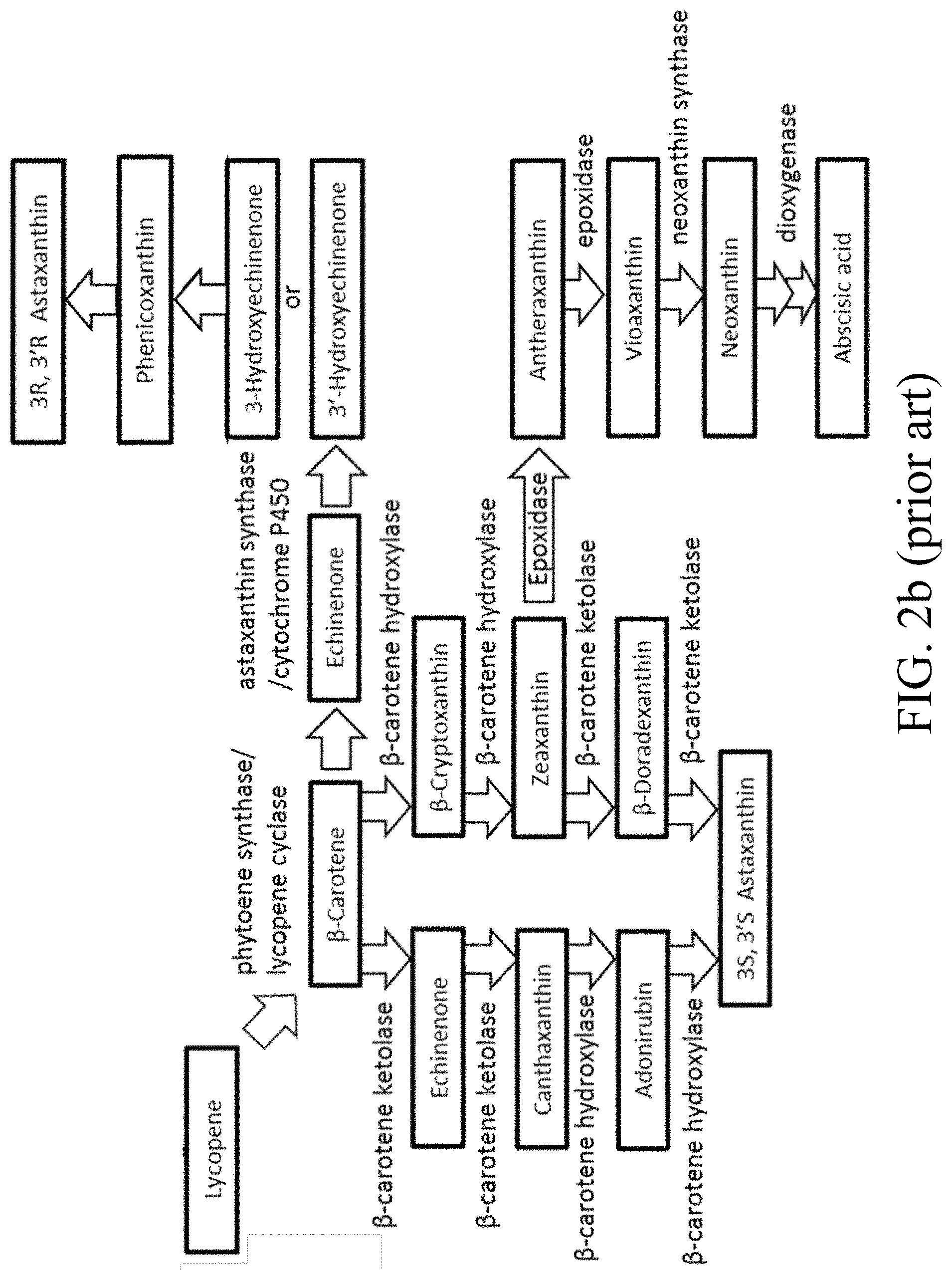 Patent US11781124 Figure 3 – Recombinant polynucleotide sequence for producing astaxanthin and uses thereof