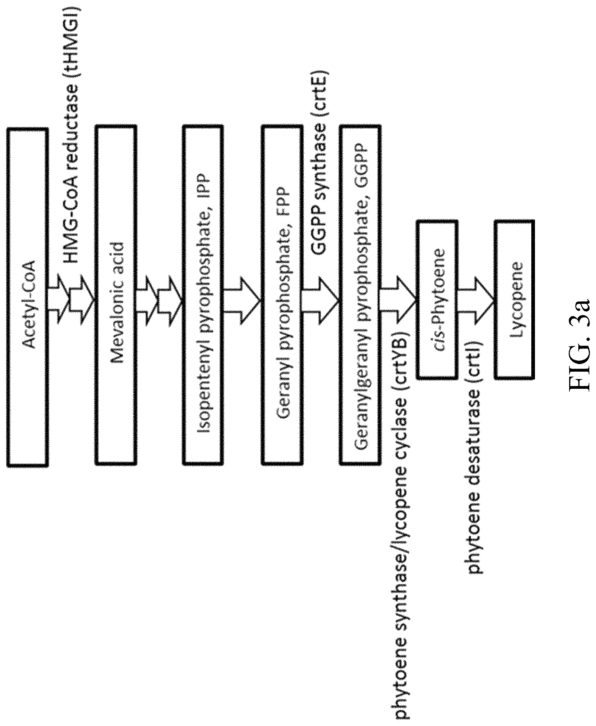 Patent US11781124 Figure 4 – Recombinant polynucleotide sequence for producing astaxanthin and uses thereof