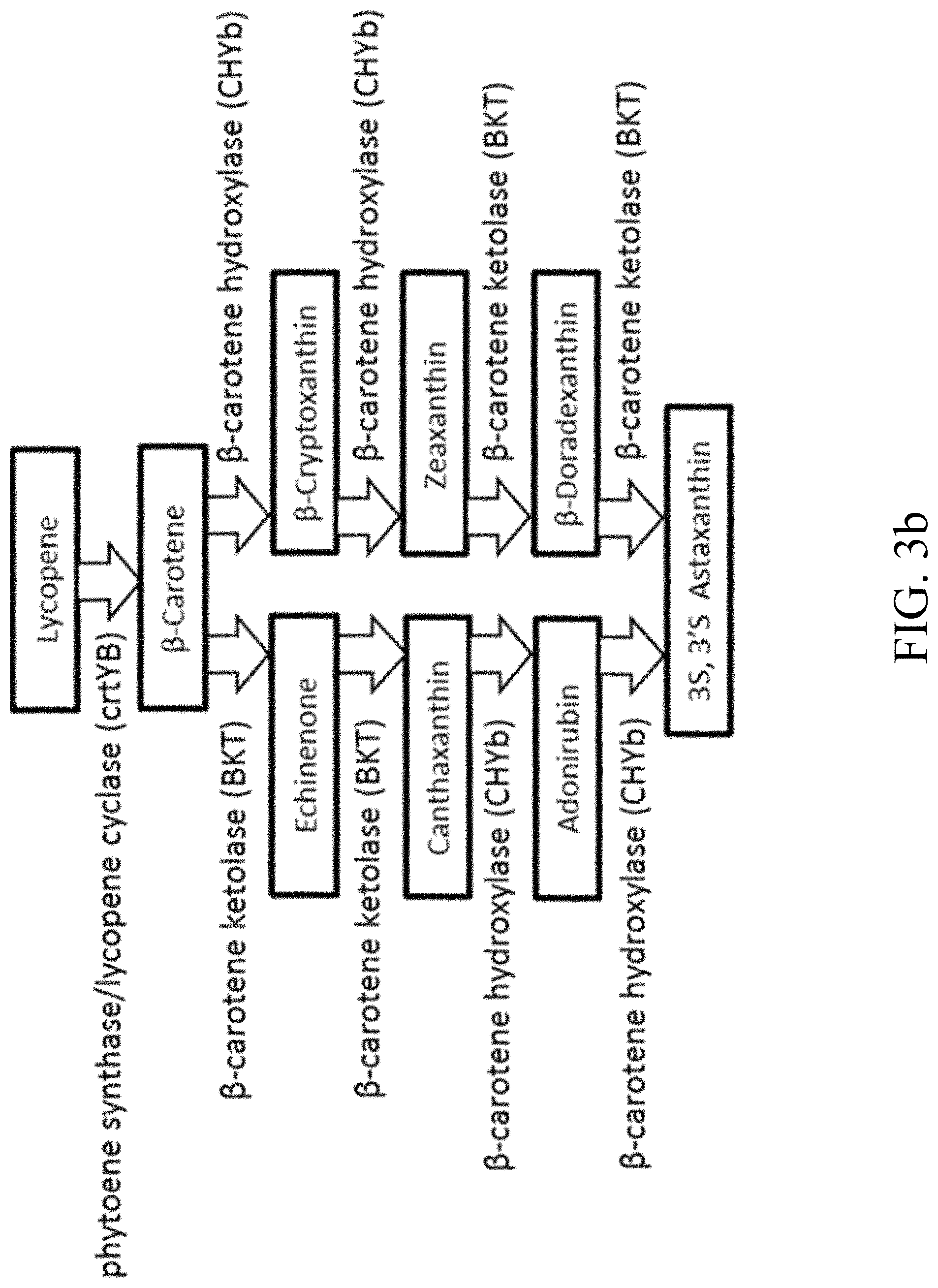Patent US11781124 Figure 5 – Recombinant polynucleotide sequence for producing astaxanthin and uses thereof